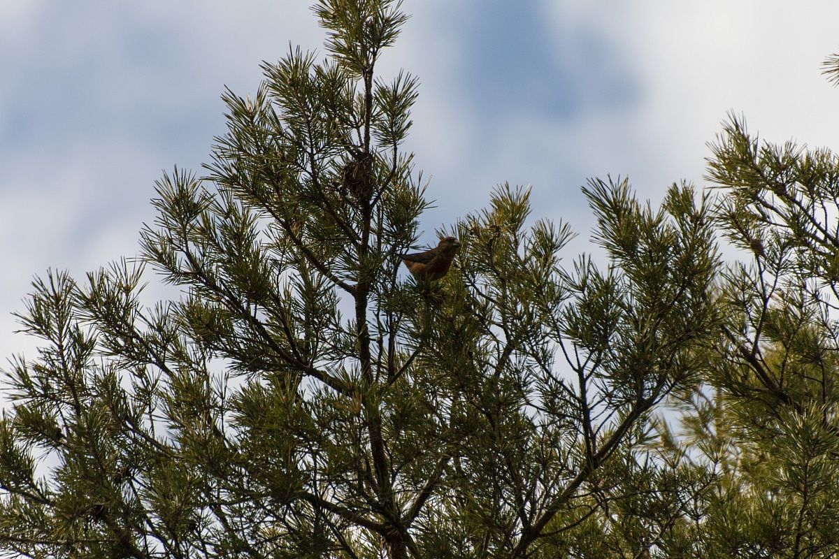 Loxia curvirostra (crociere M)