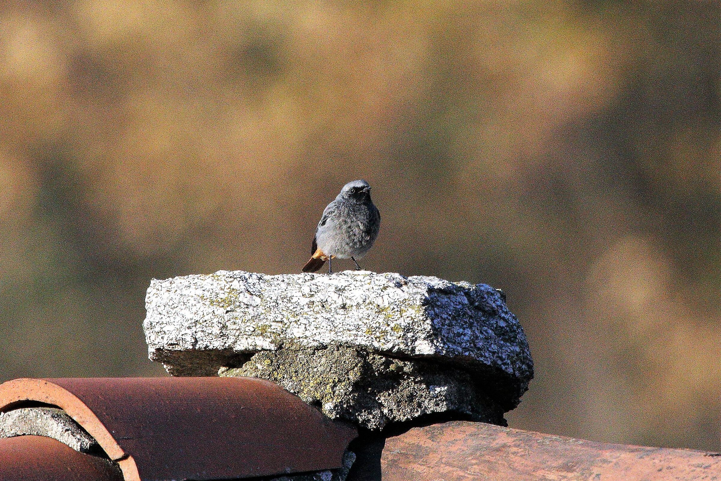 Redstart