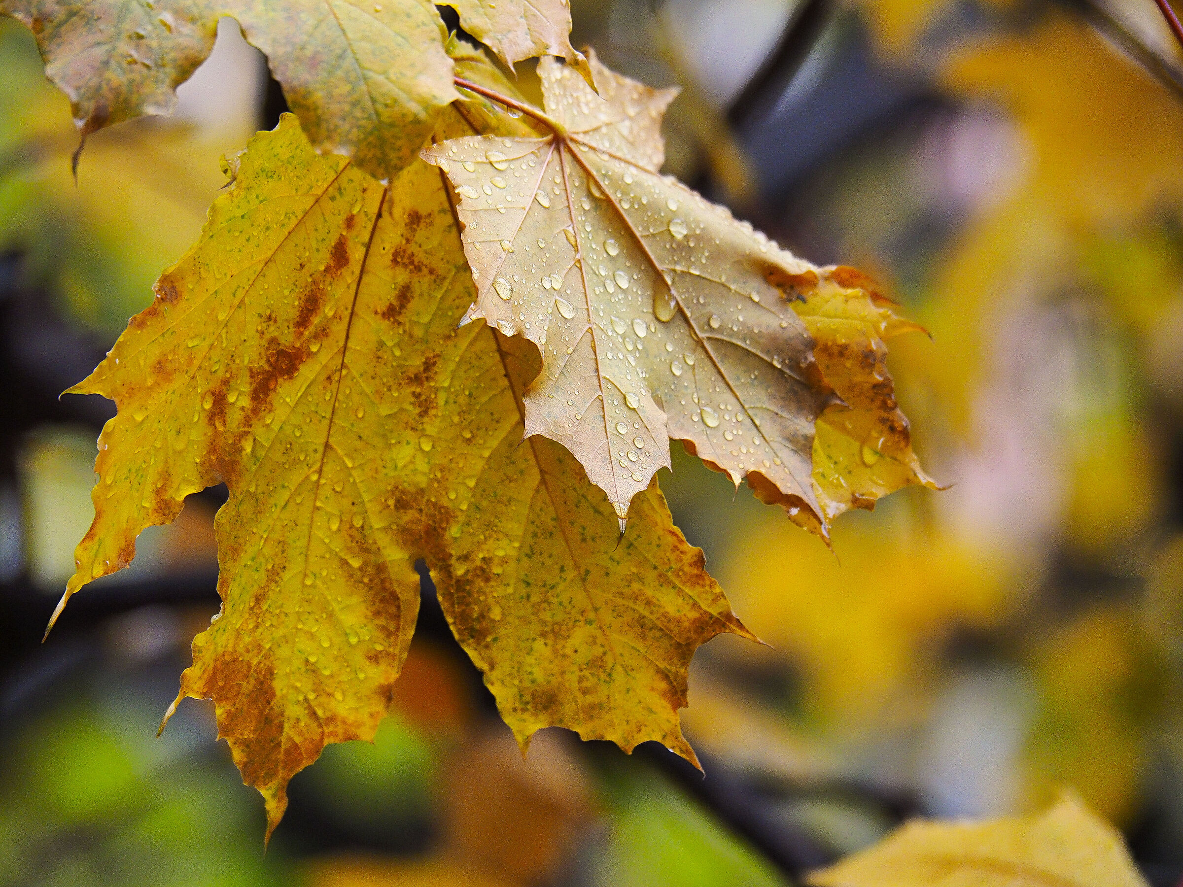 autumn and the rains