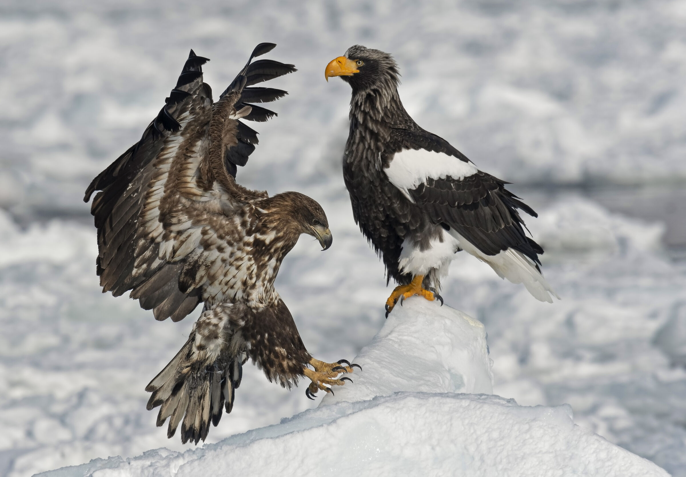 Aquila di mare e Aquila di mare di Steller