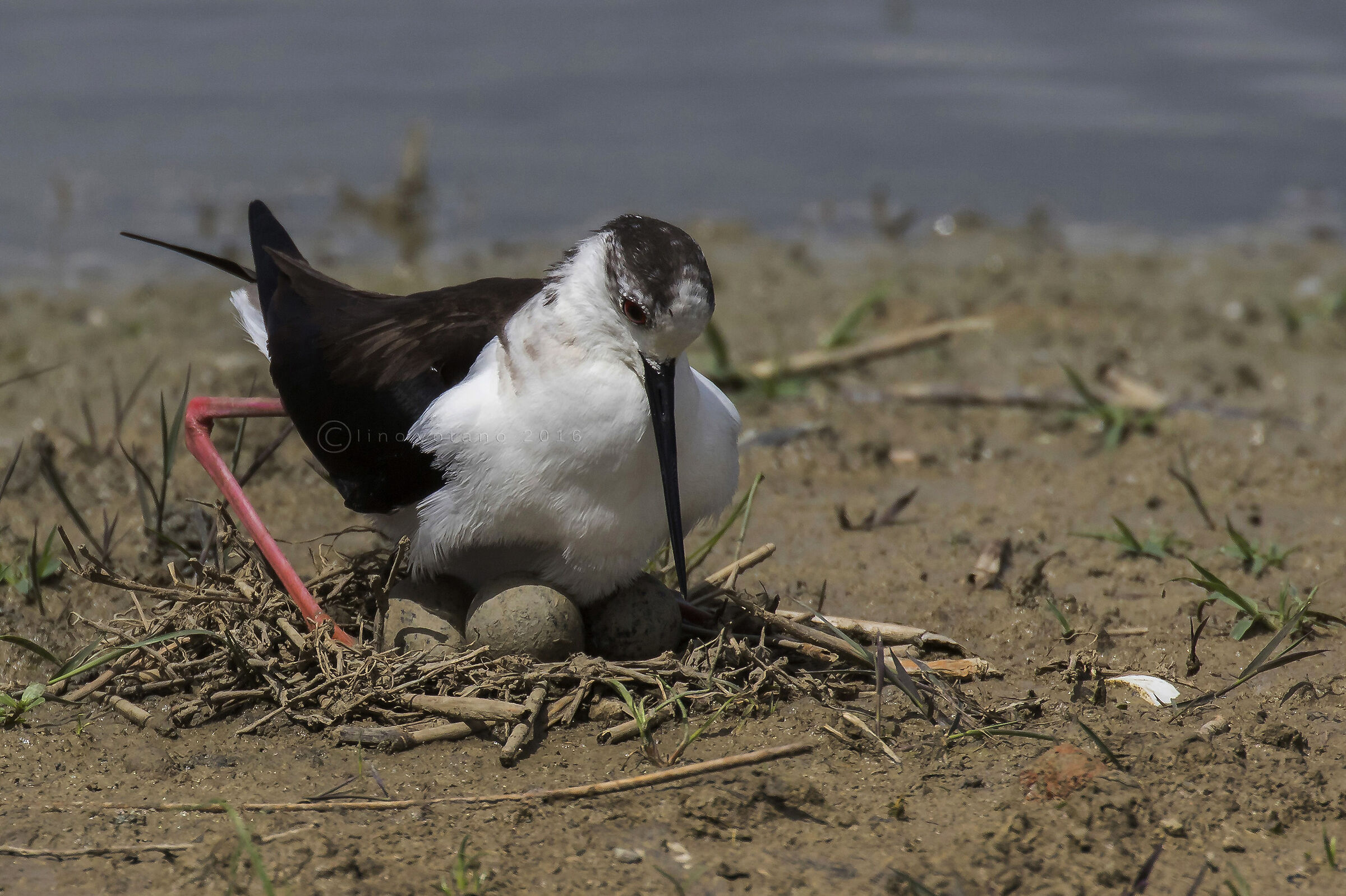 Forza......tra poco ci siamo.