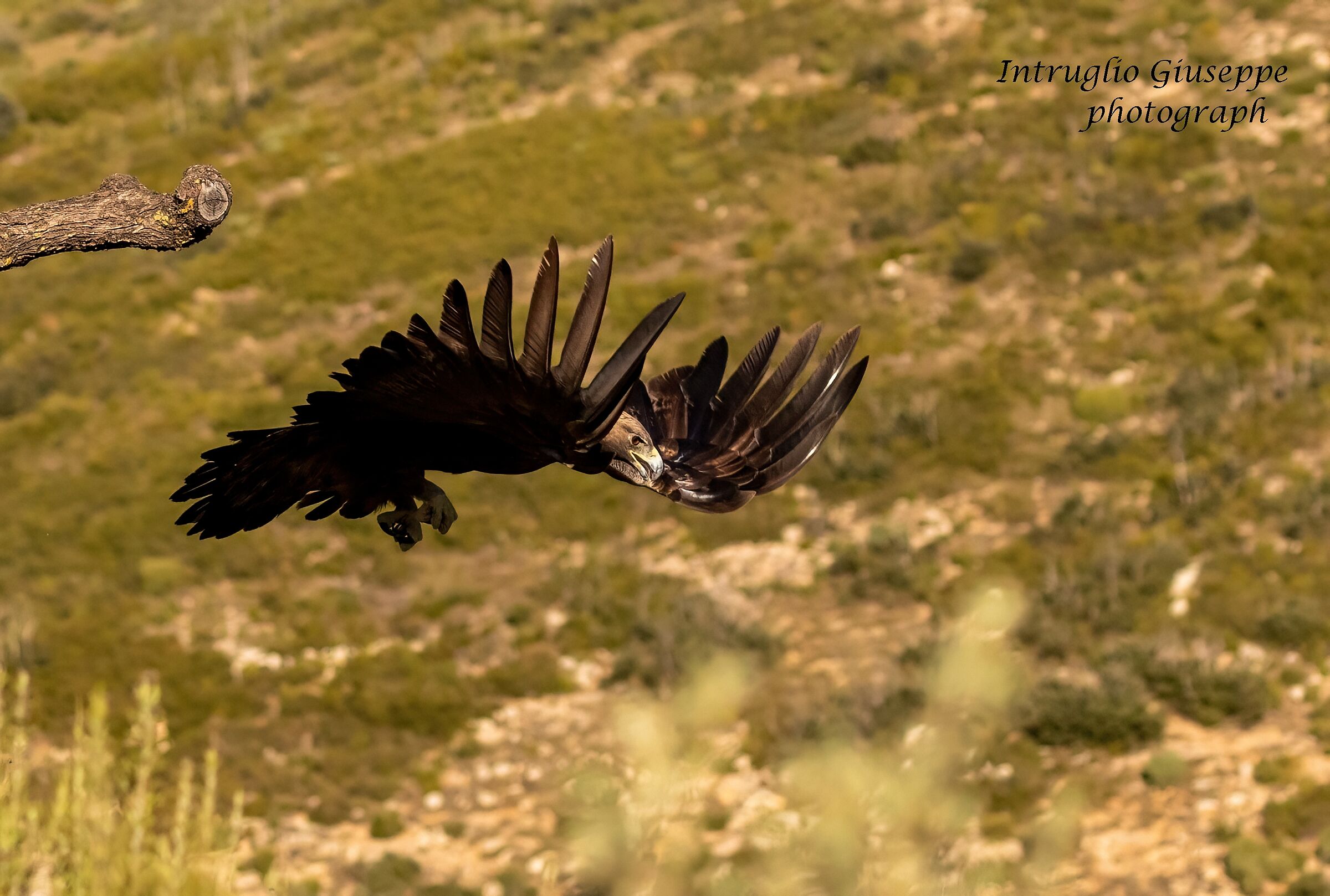 Aquila reale  - Spagna  4 dicembre 2021