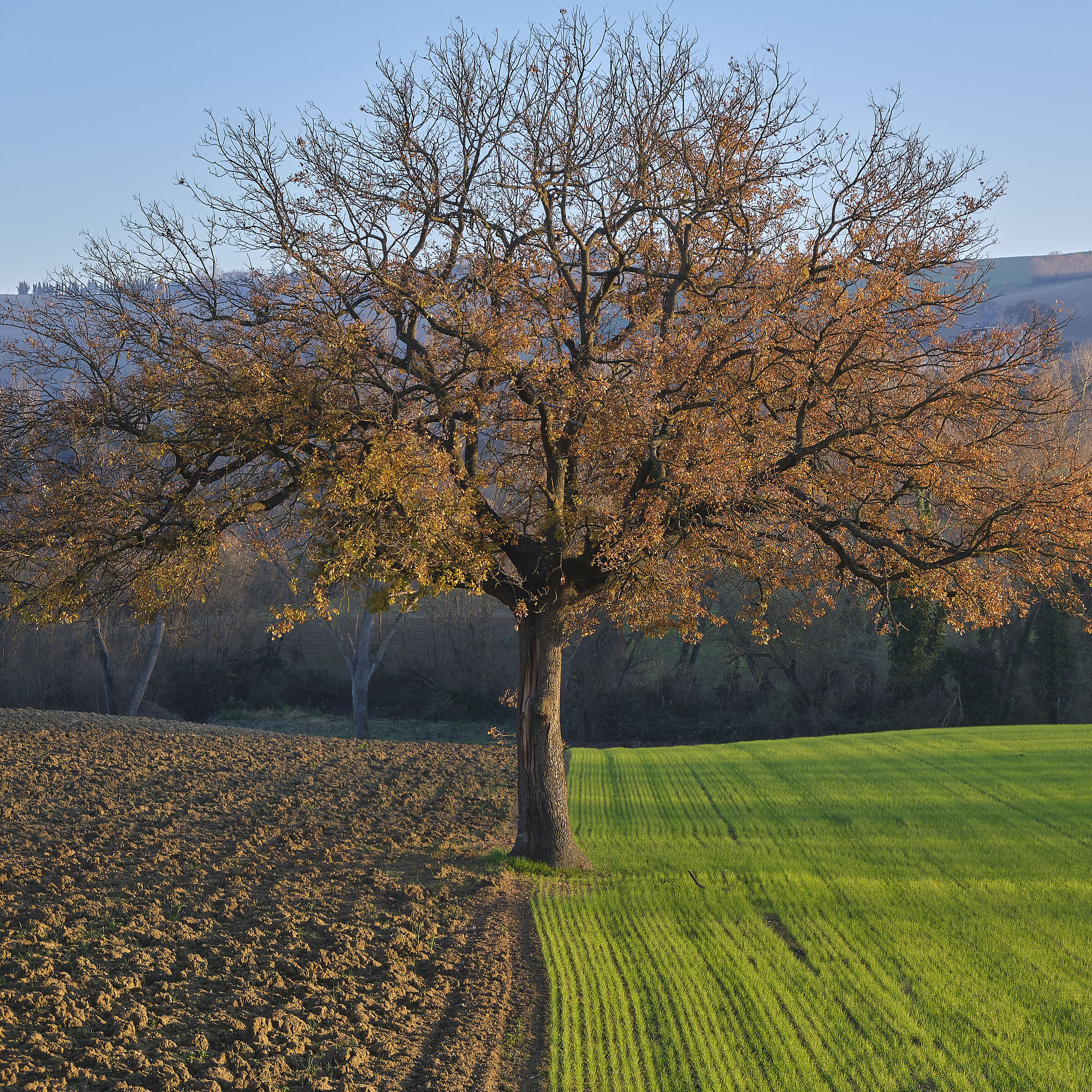 quercia di confine