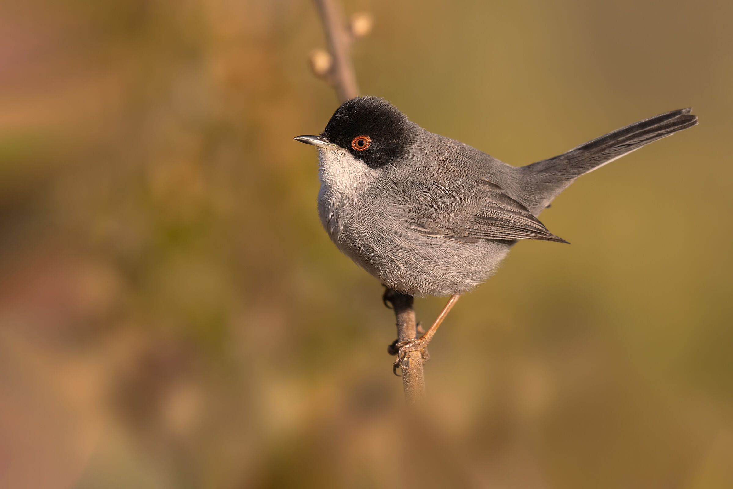 sardinian warbler