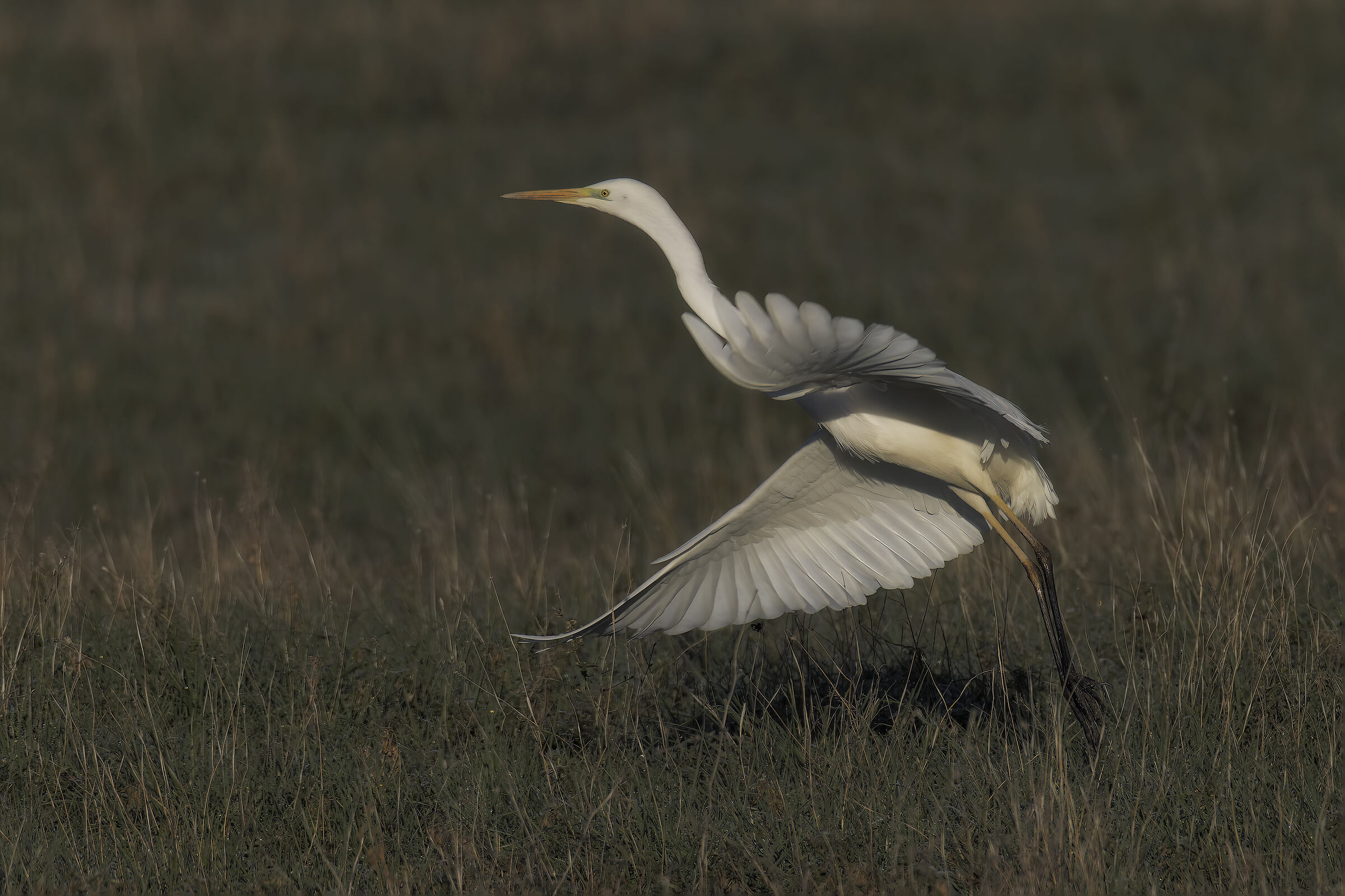 Prove inseguimento af bianco maggiore