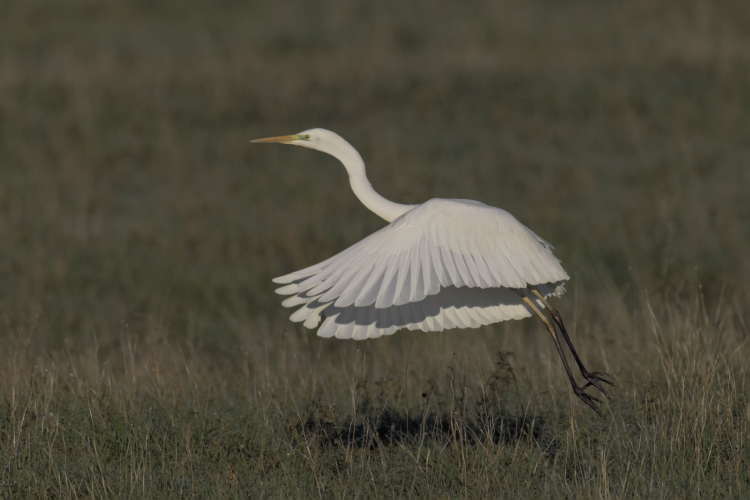 Prove inseguimento af bianco maggiore