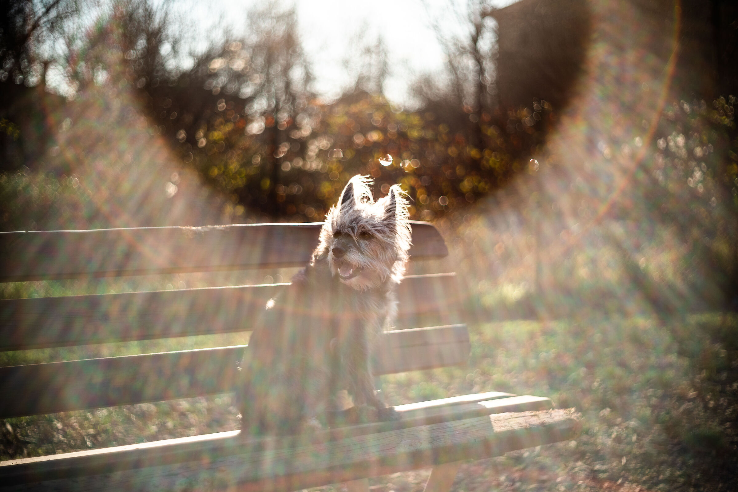 Minnie, il sole, il flare