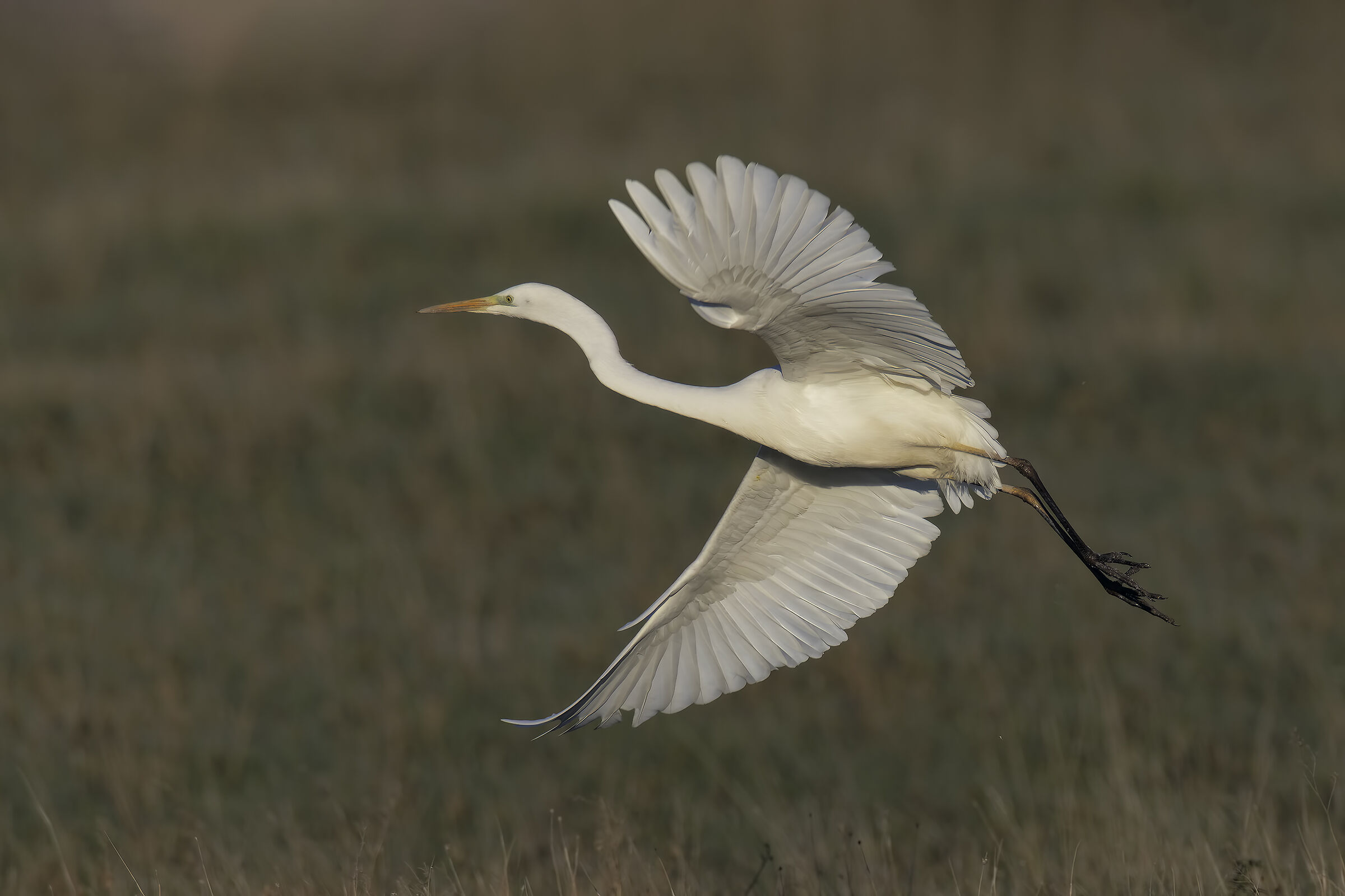 Prove inseguimento af bianco maggiore