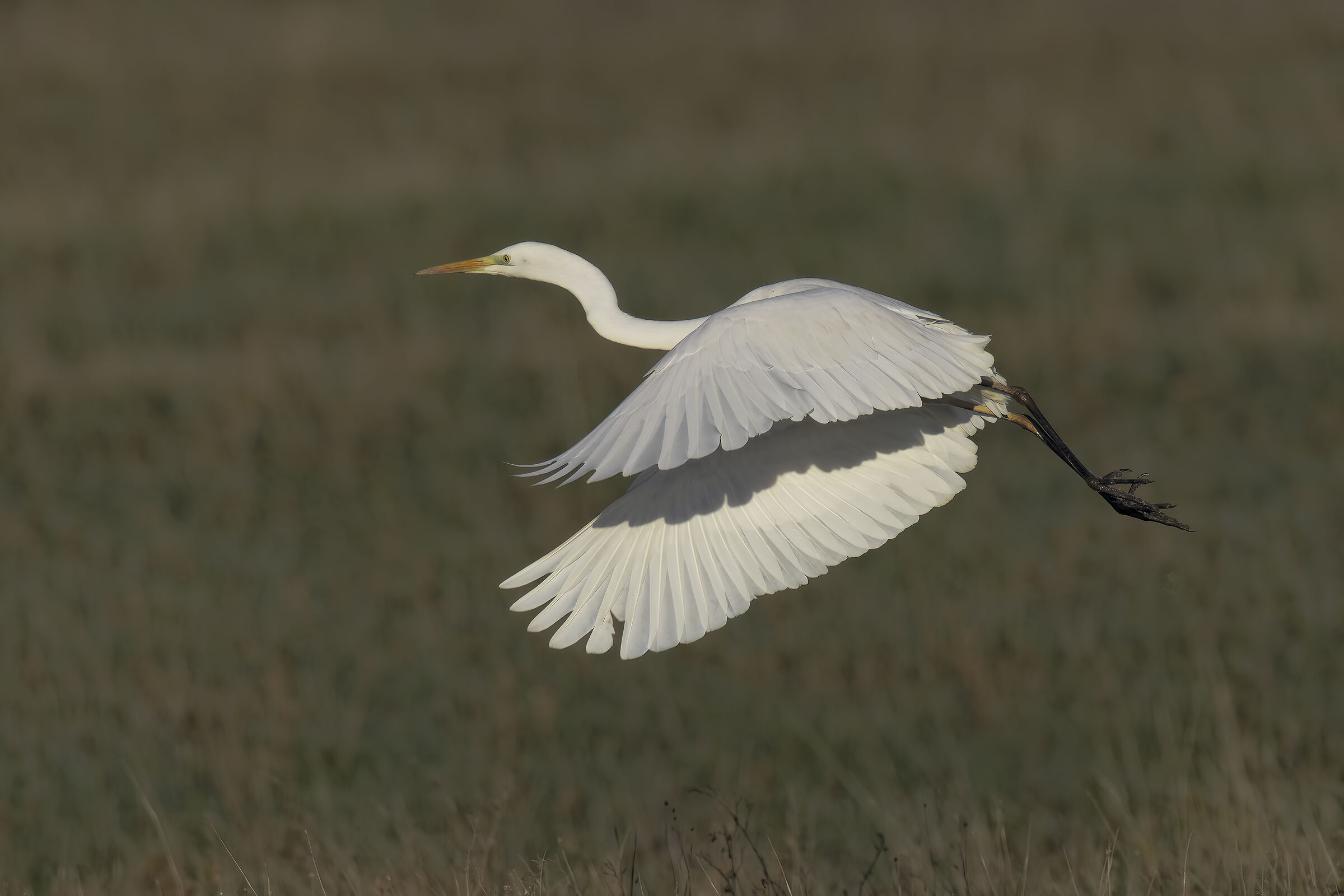 Prove inseguimento af bianco maggiore