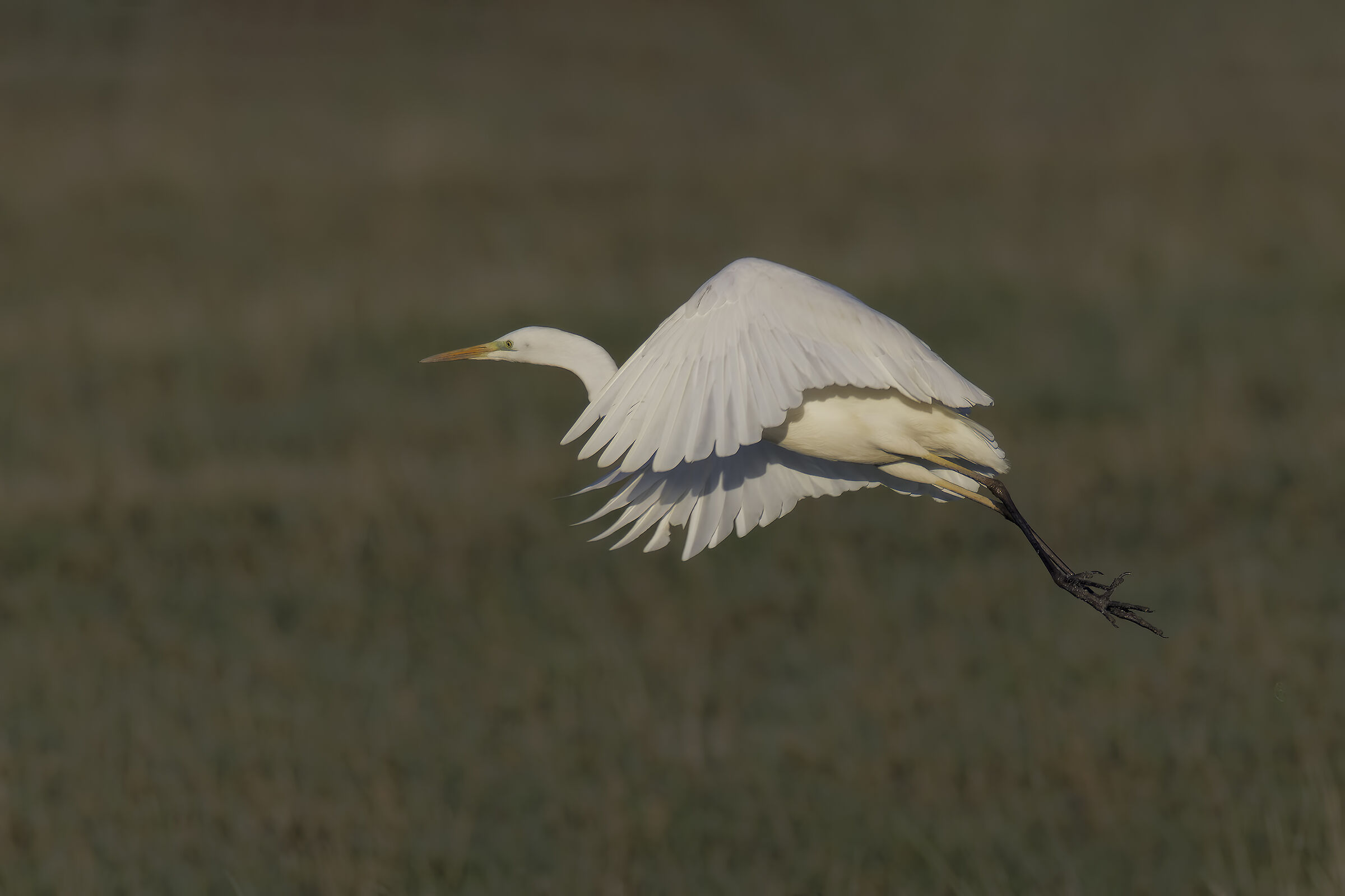 Prove inseguimento af bianco maggiore