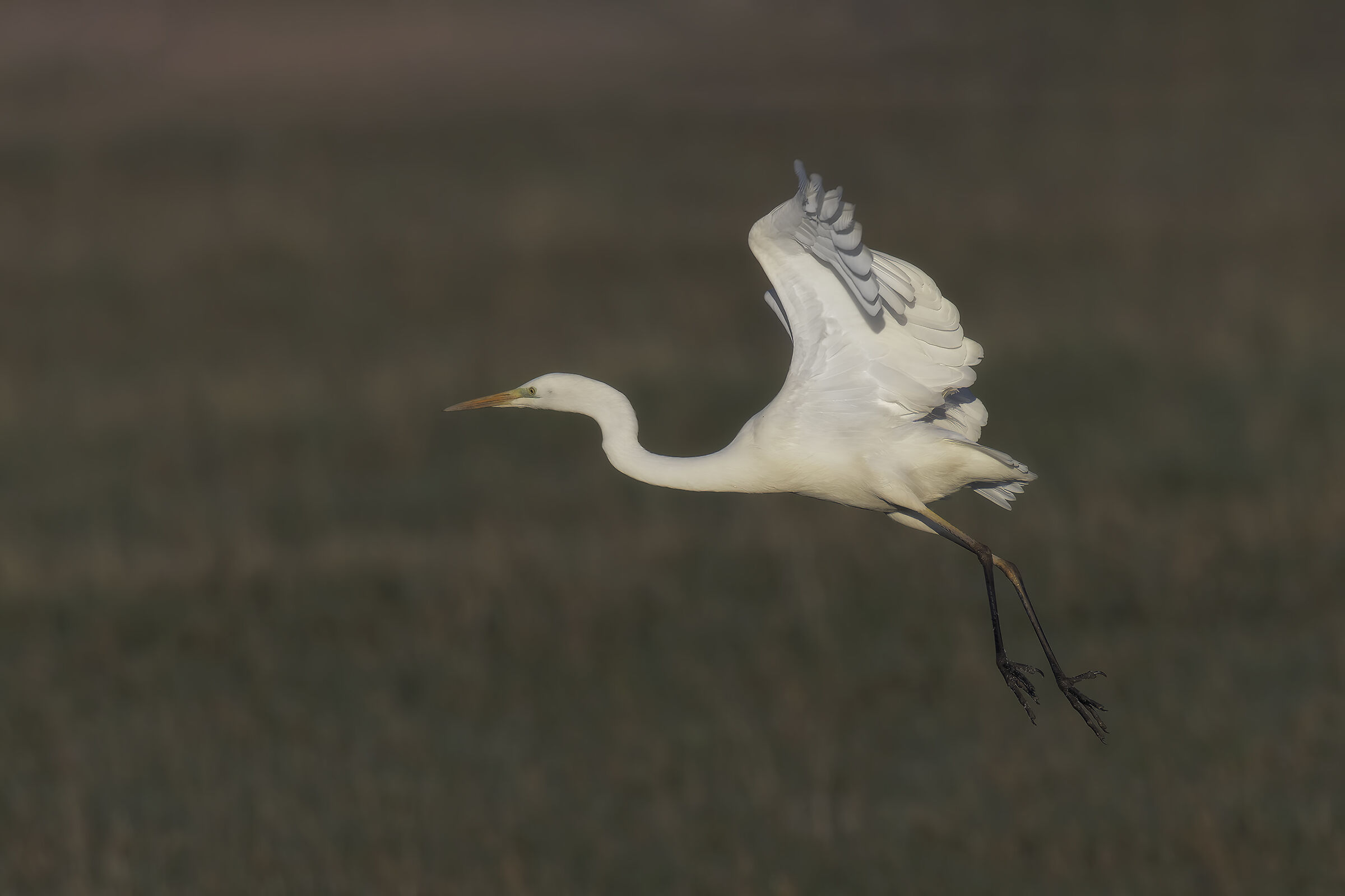 Prove inseguimento af bianco maggiore