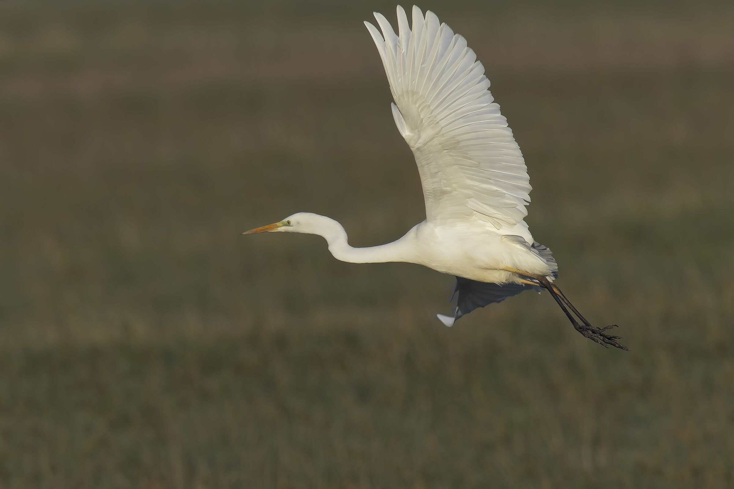 Prove inseguimento af bianco maggiore