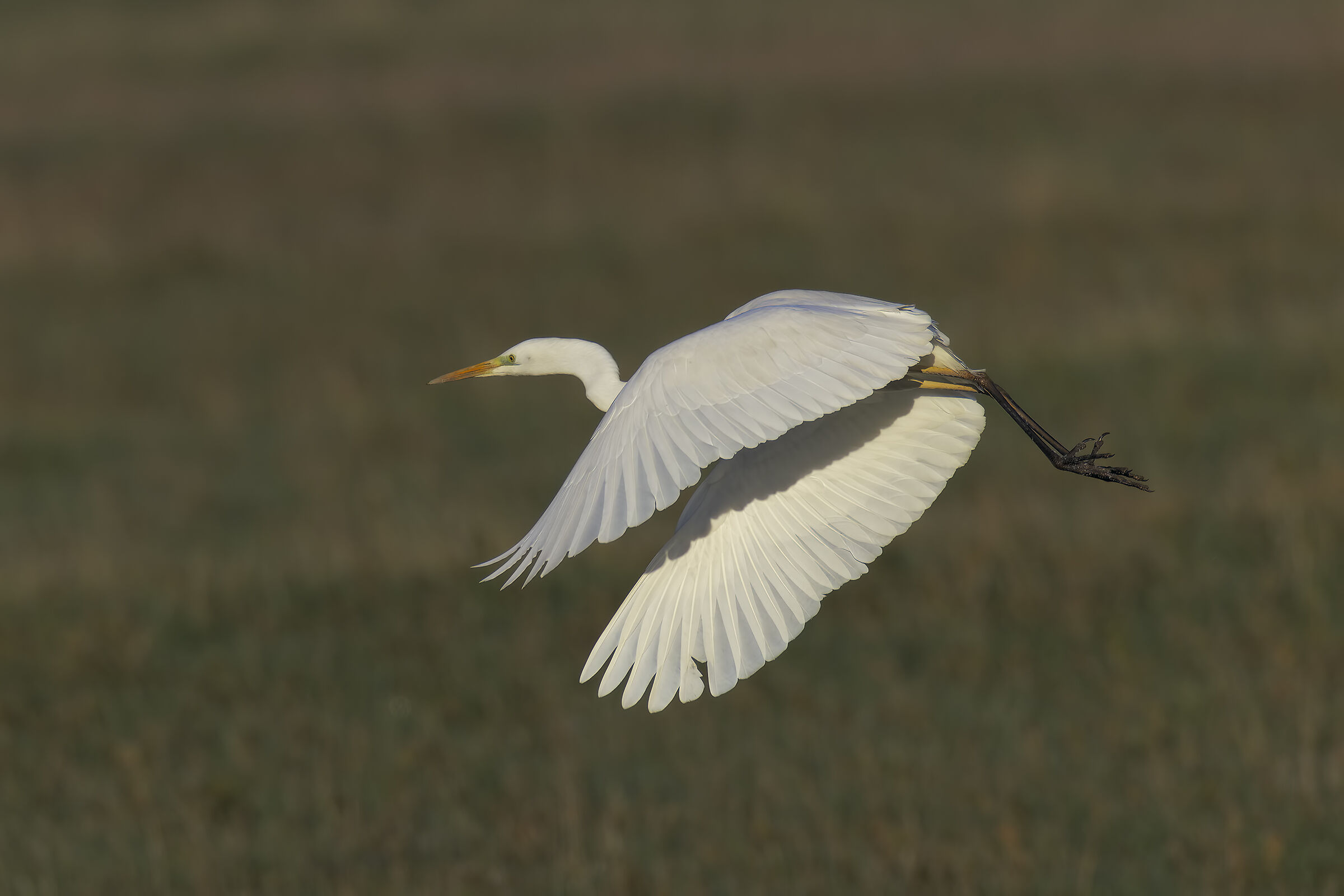 Prove inseguimento af bianco maggiore