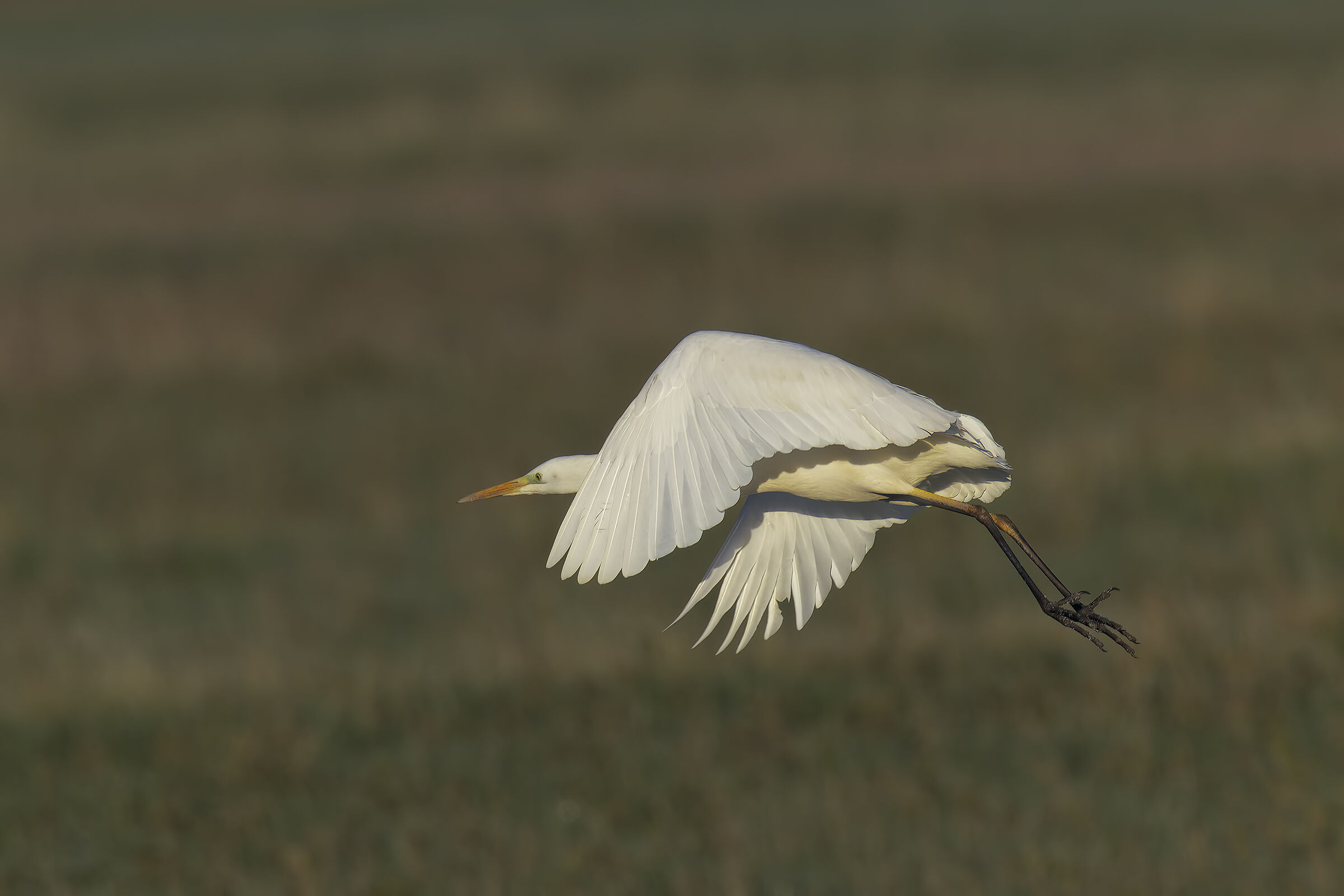 Prove inseguimento af bianco maggiore