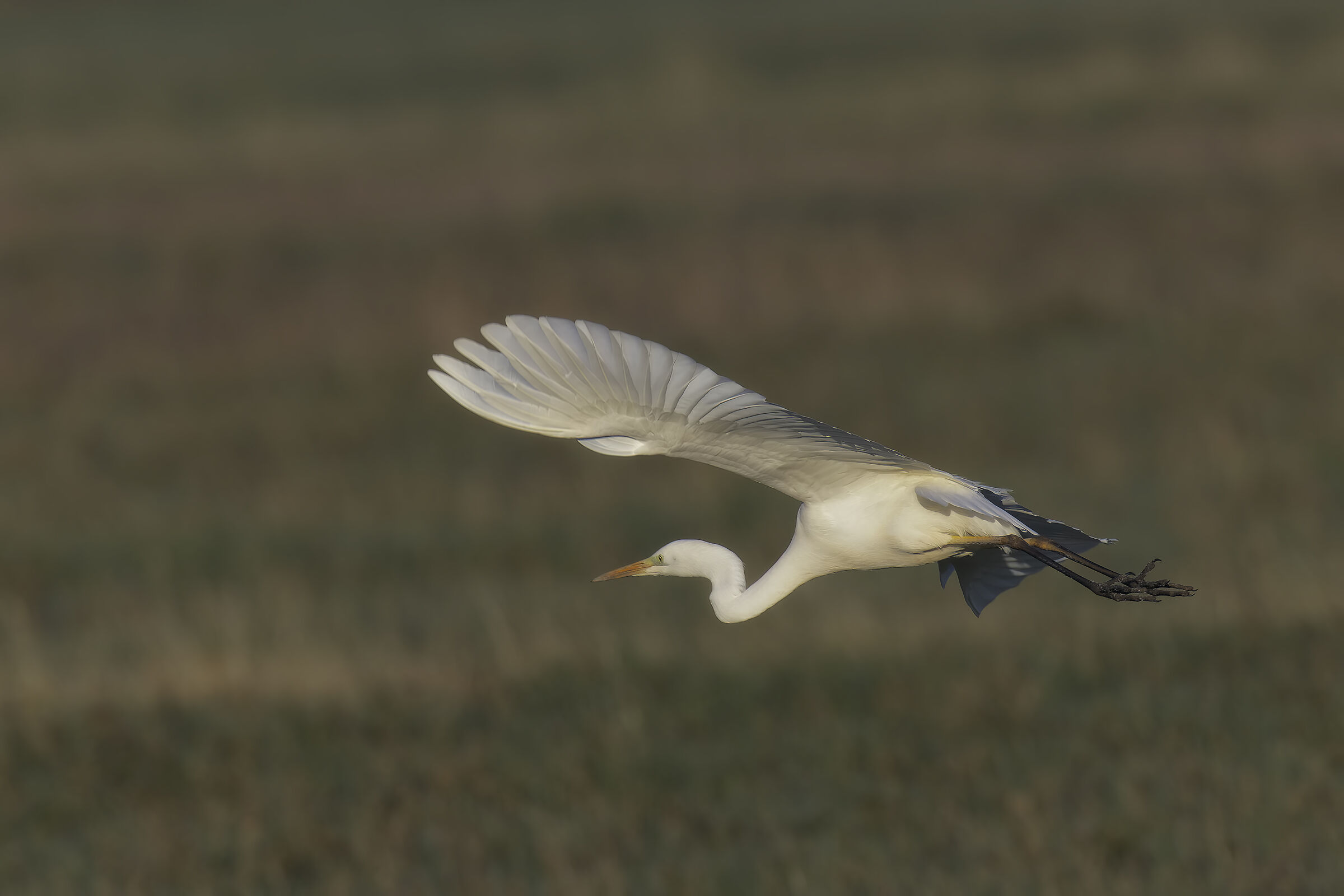 Prove inseguimento af bianco maggiore