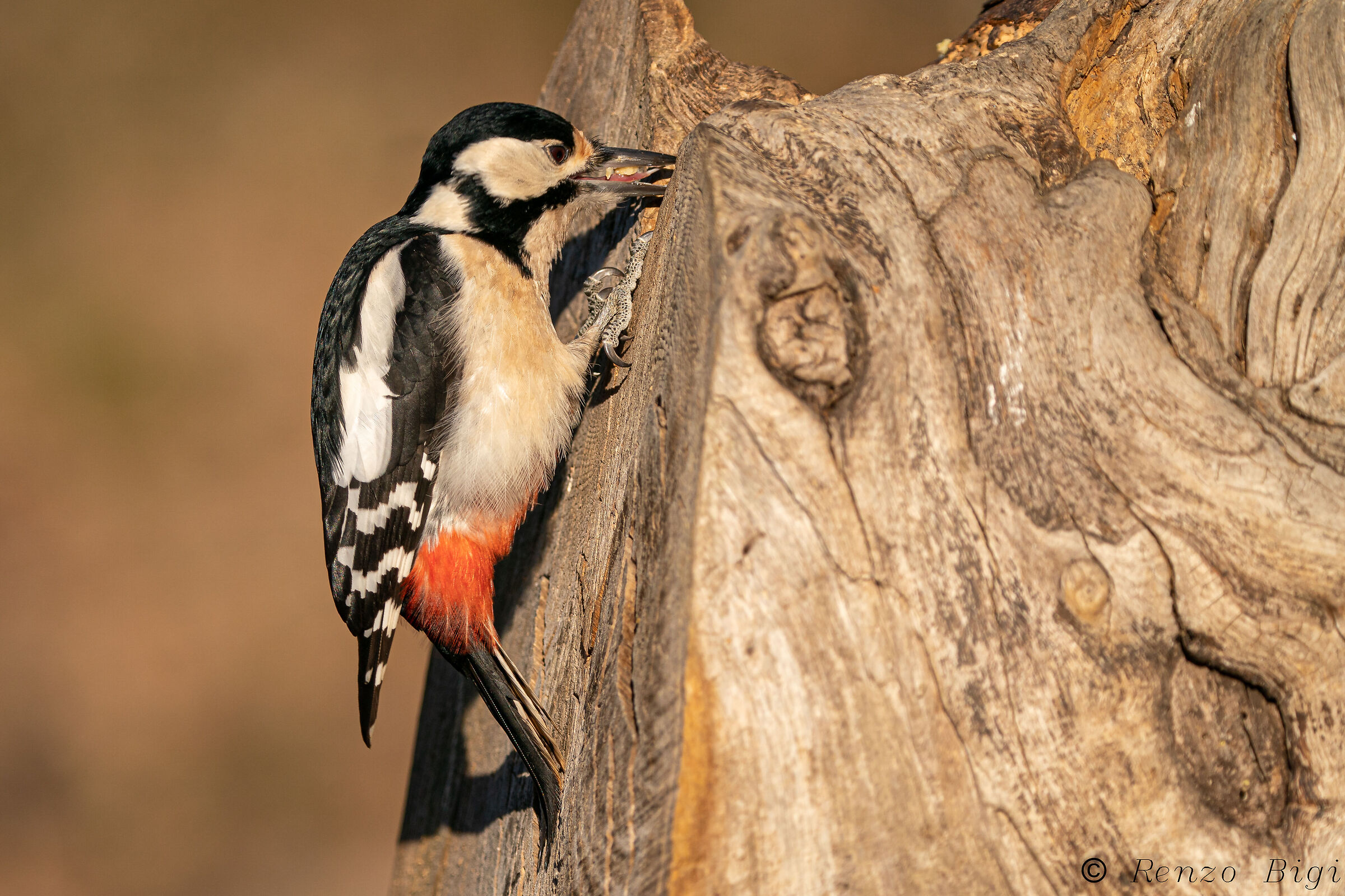 Picchio rosso maggiore