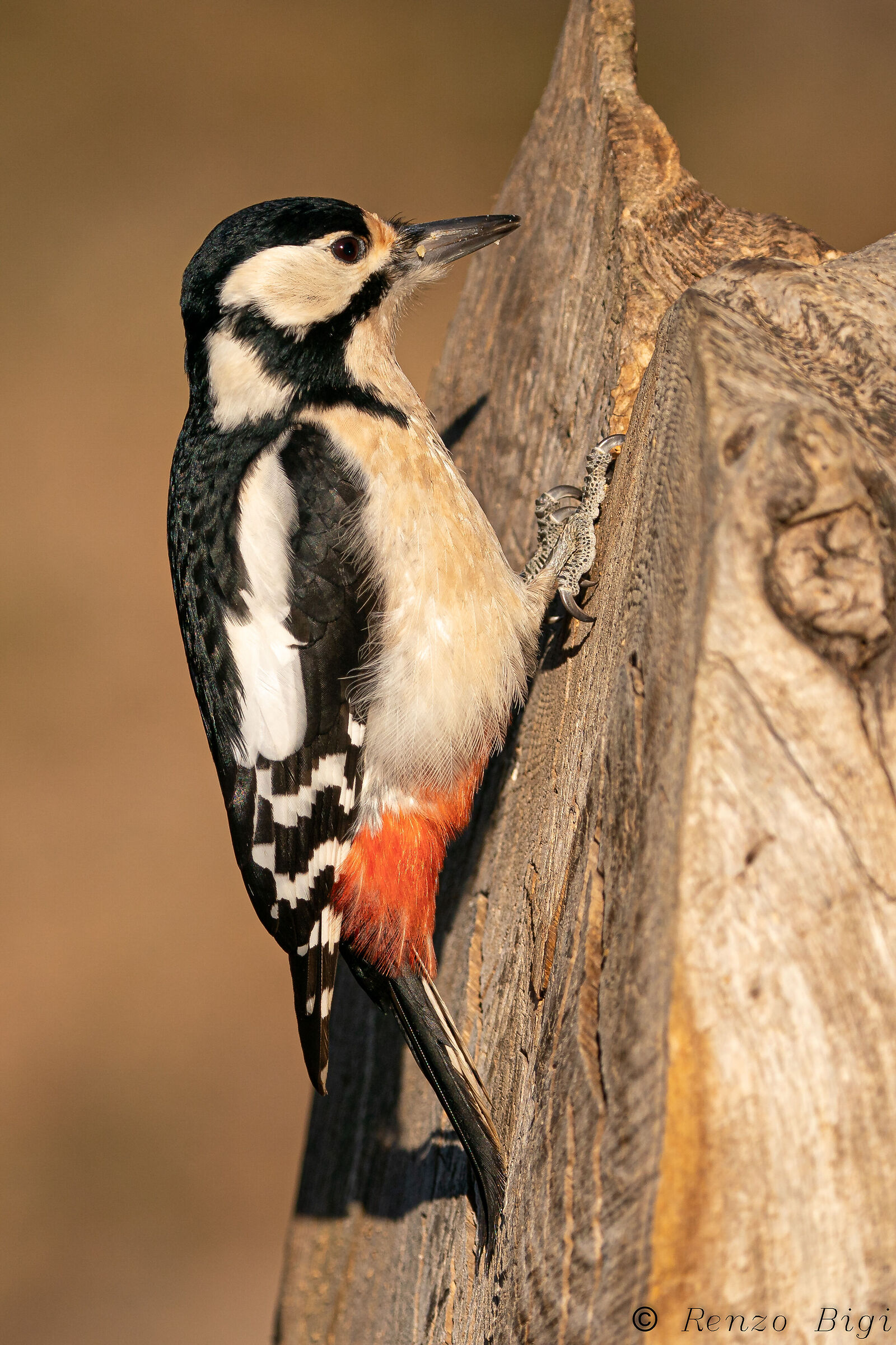 Picchio rosso maggiore