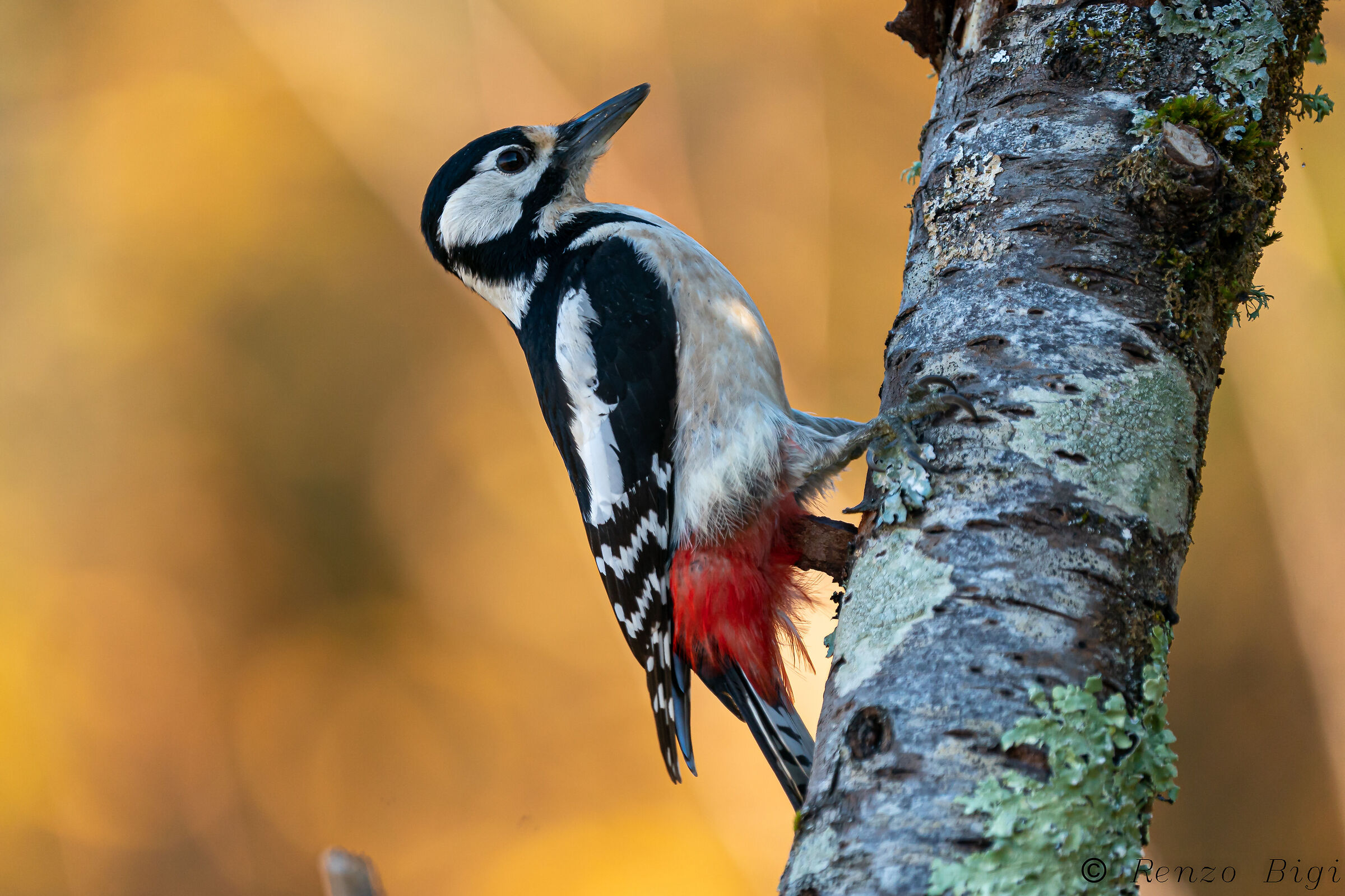 Picchio rosso maggiore