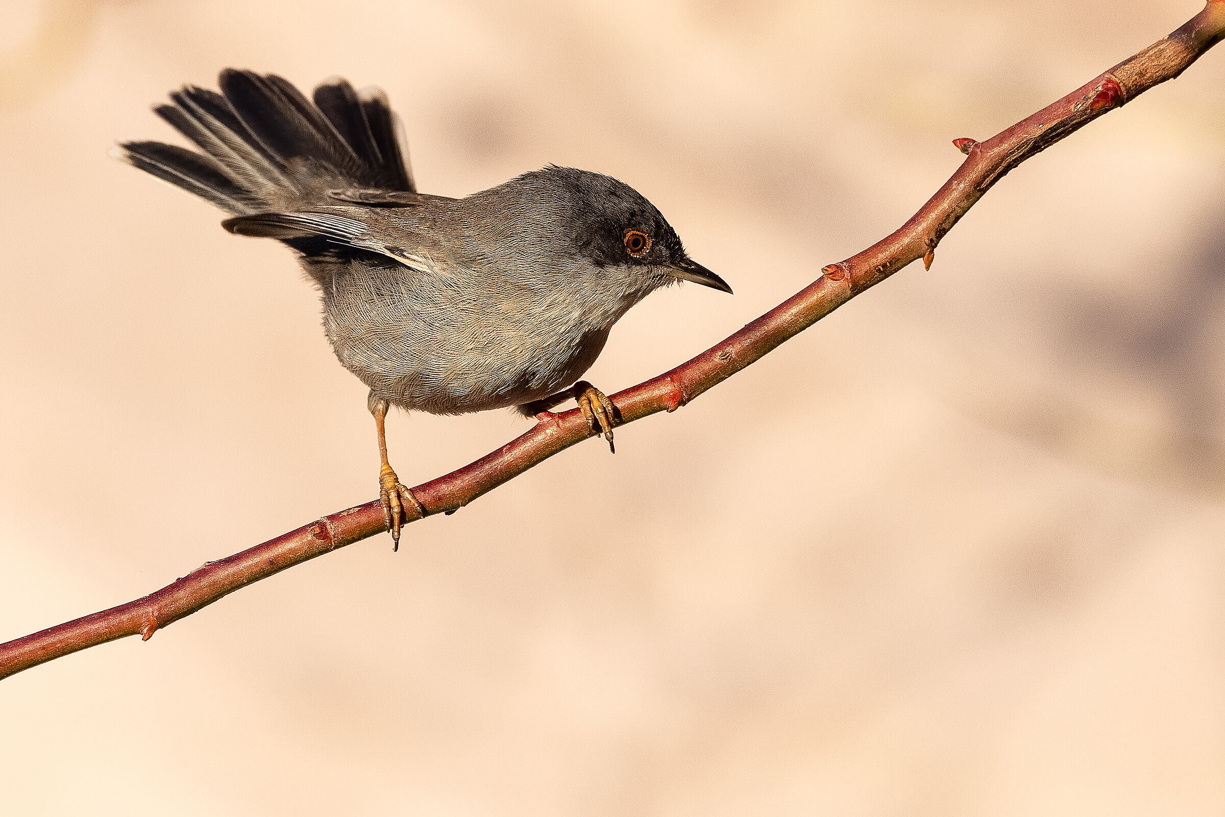 Occhiocotto female