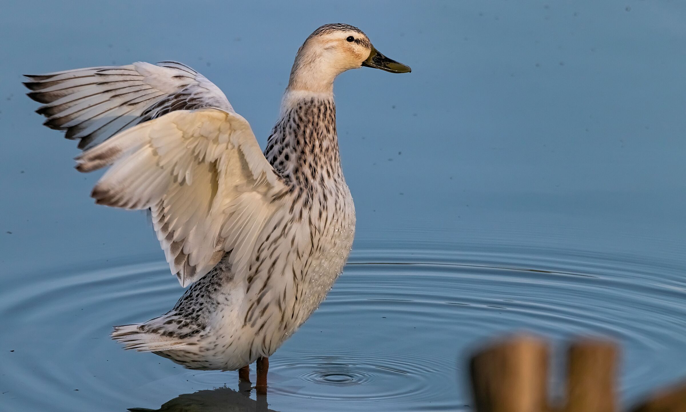 Anatra Streicher femmina acrobata a riva 12/03/2021