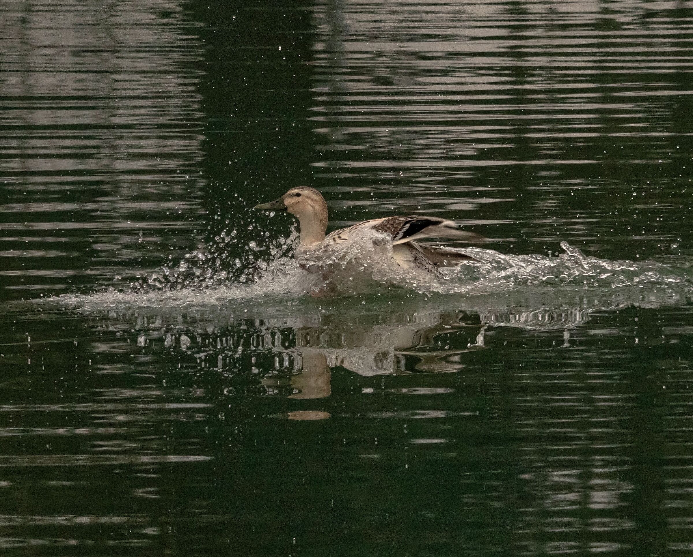Anatra Streicher femmina atterra 20/02/2021