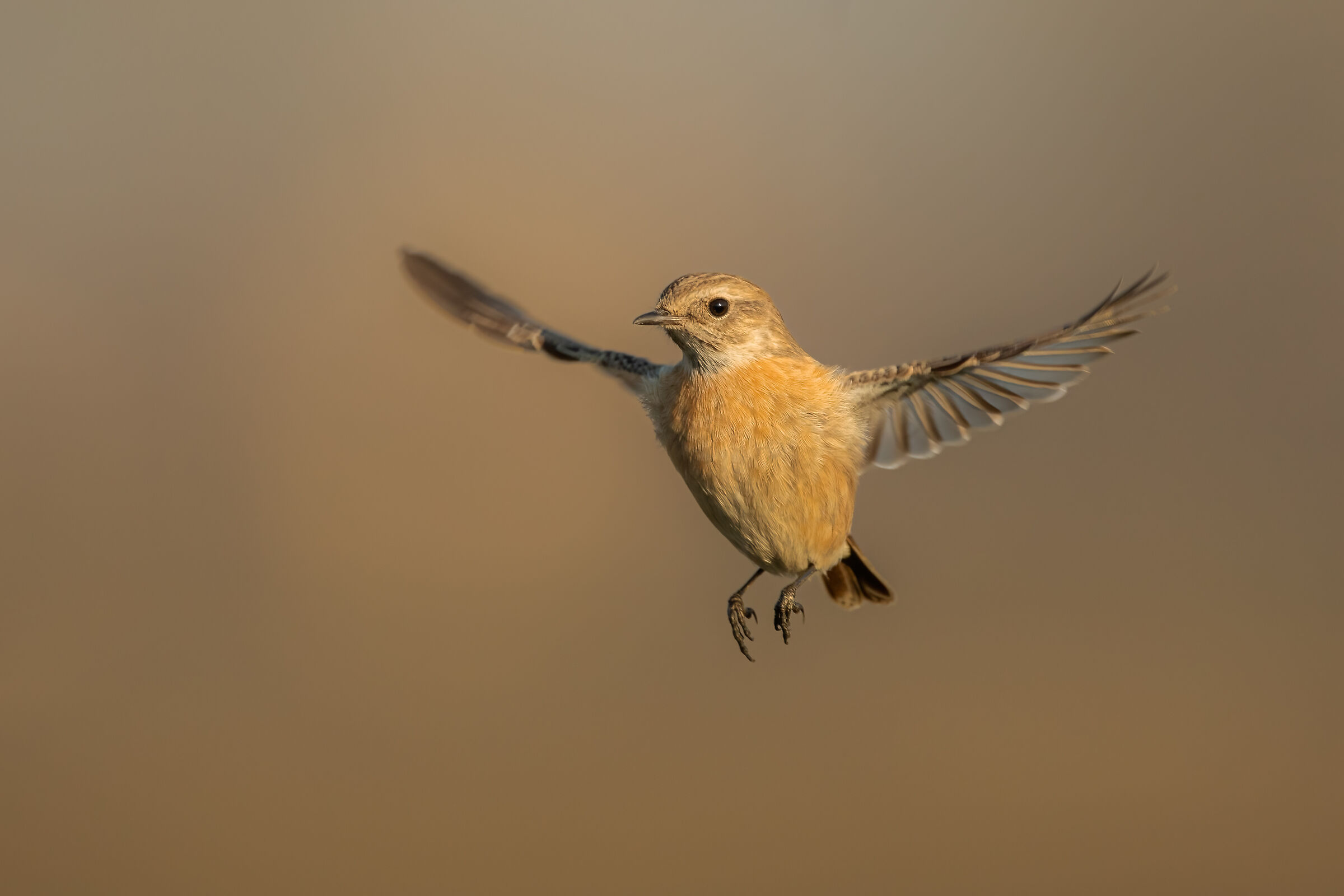 Saltimpalo (f) in volo