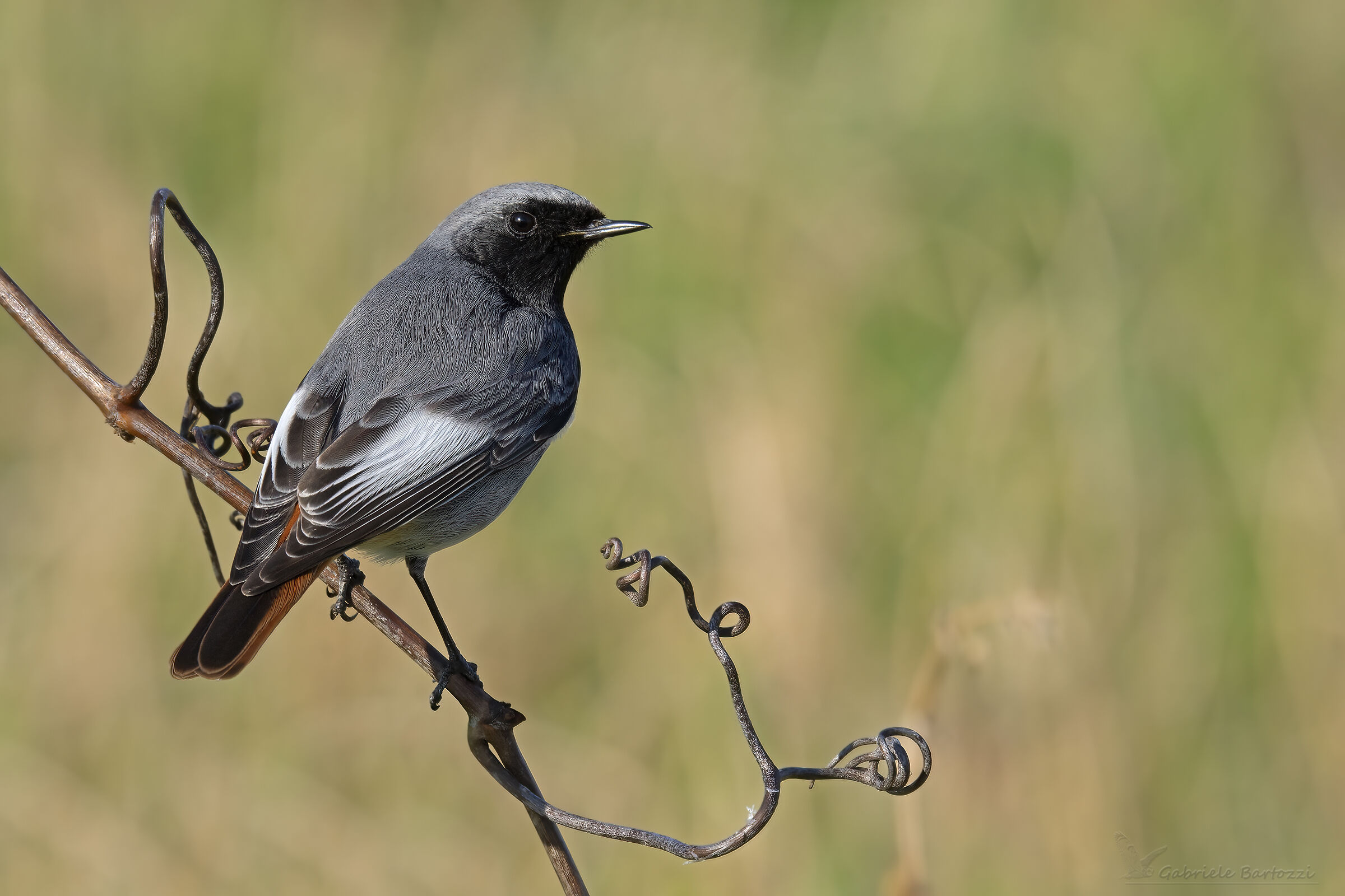 Codirosso spazzacamino maschio