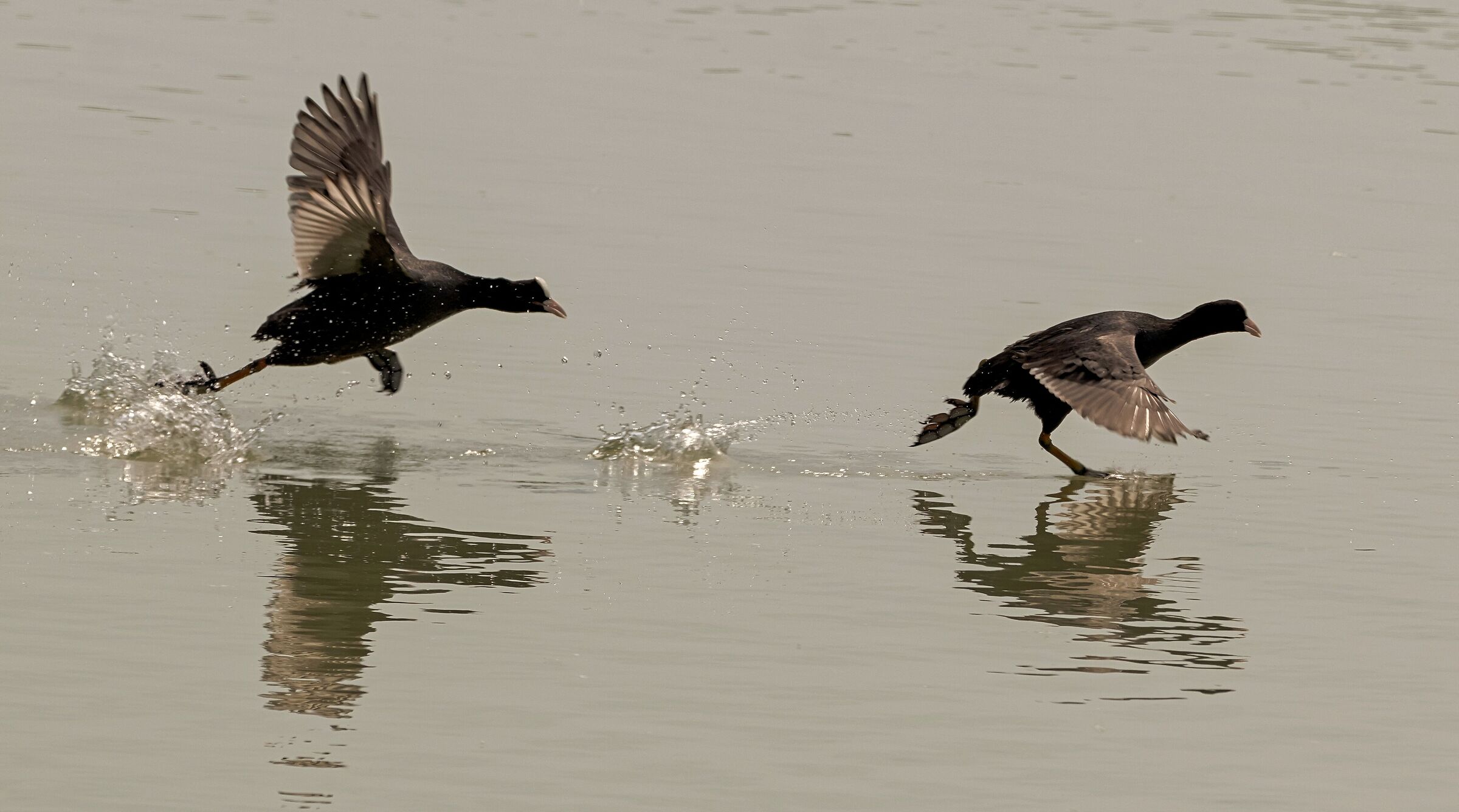 2 Fulica atra (Coots) pursuit 9/05/2021