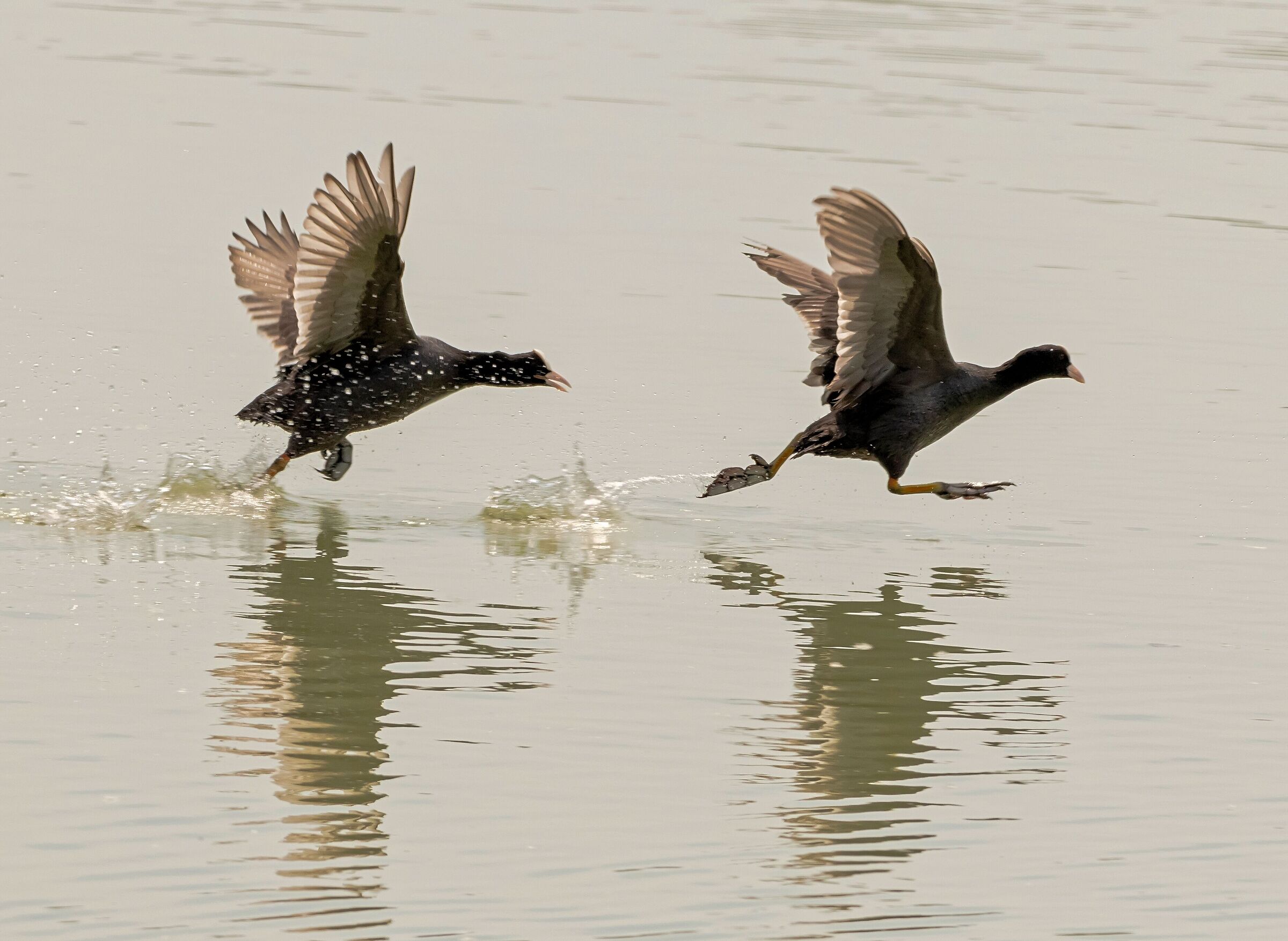 2 Fulica atra (Folaghe) inseguimento 9/05/2021