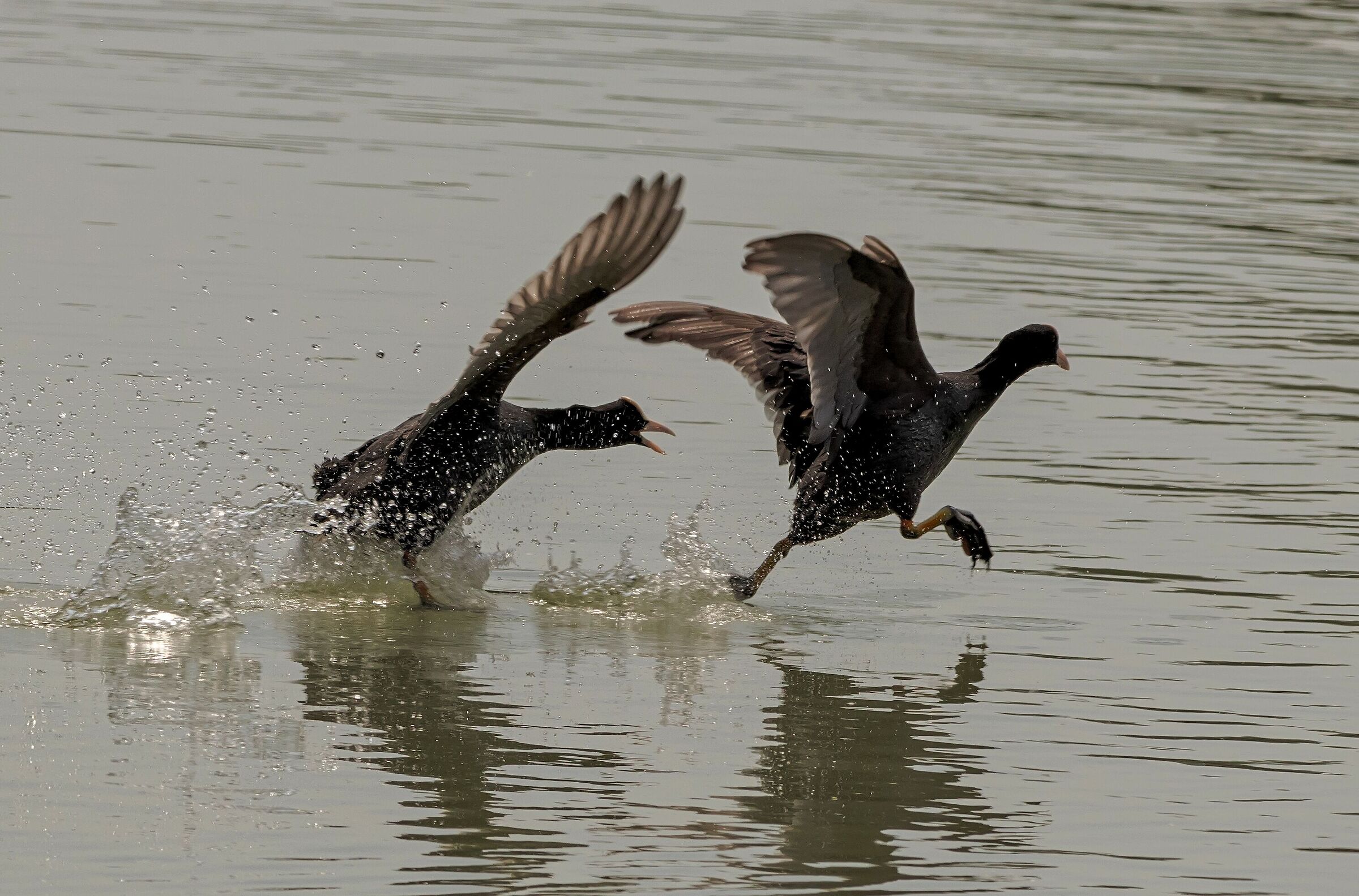 2 Fulica atra (Coots) pursuit 9/05/2021