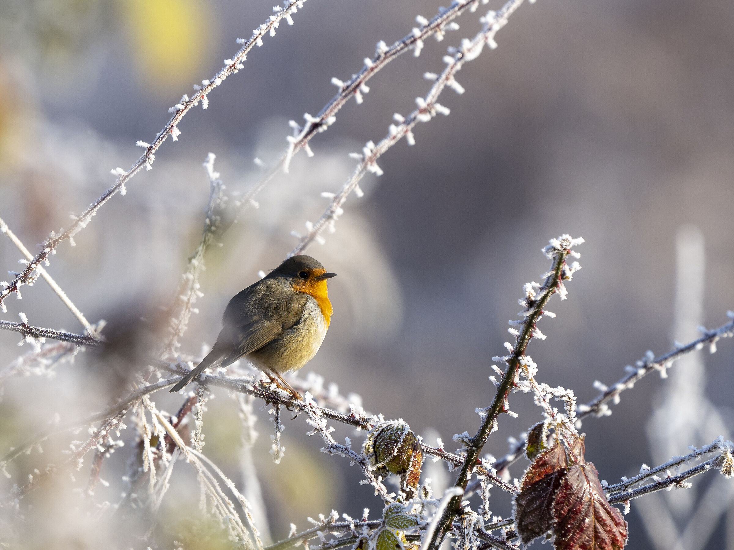 winter