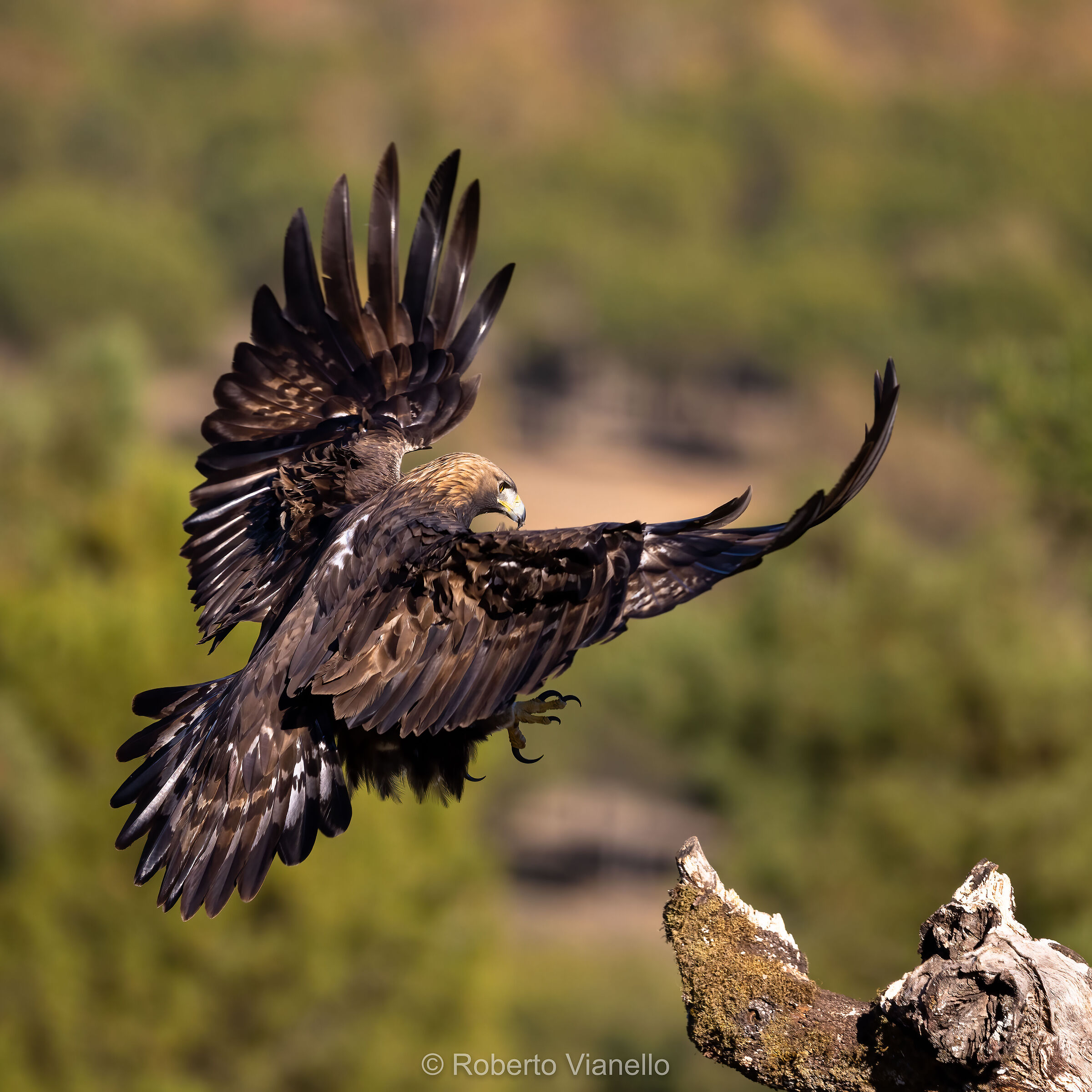 Aquila reale (Aquila chrysaetos)