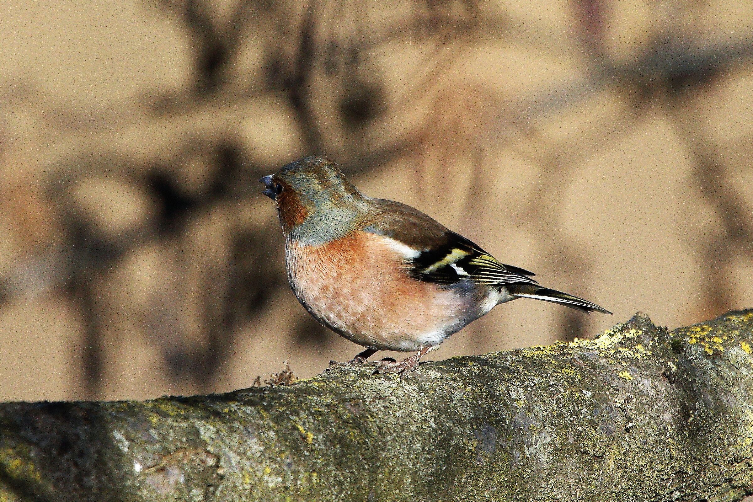 Chaffinch