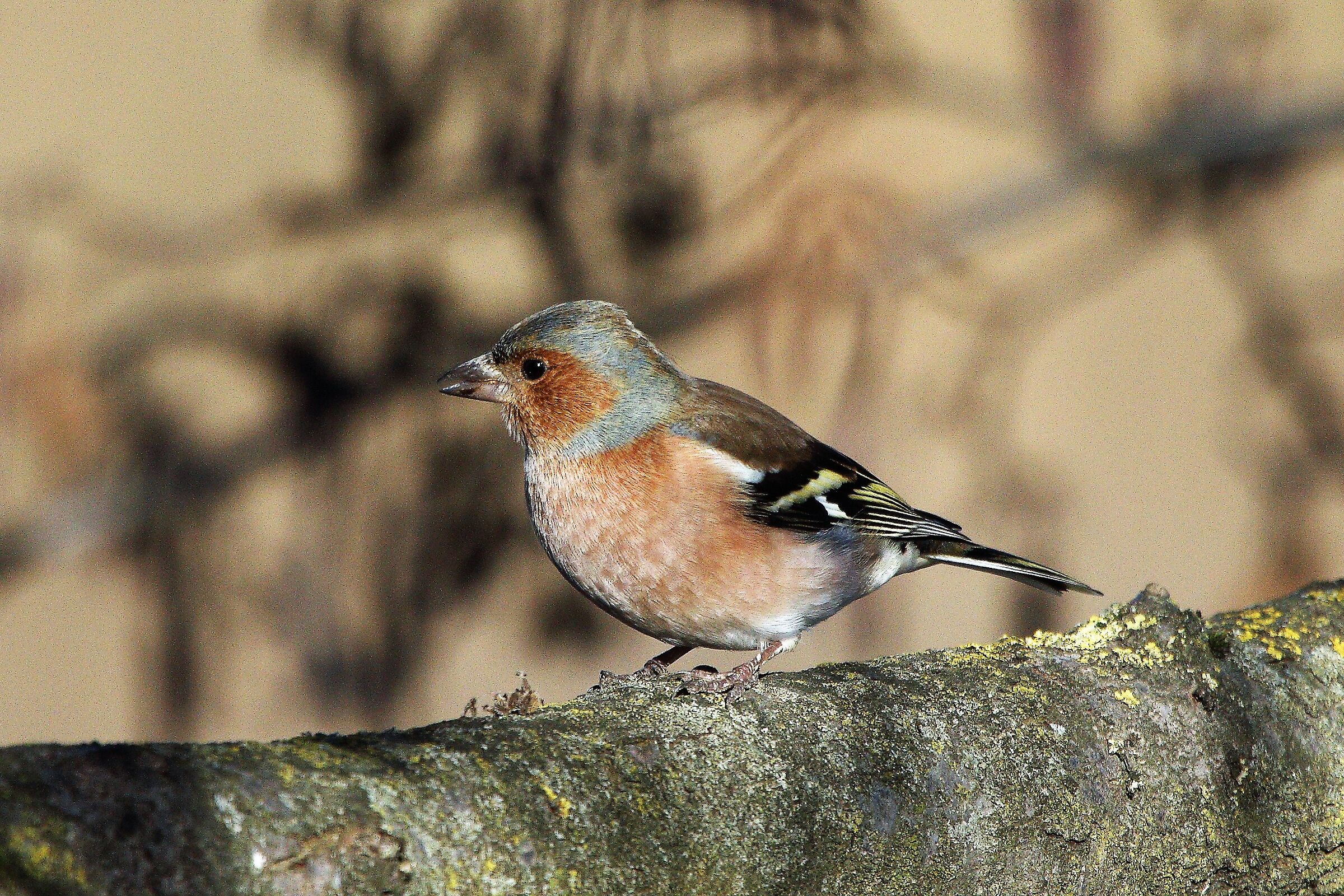 Chaffinch