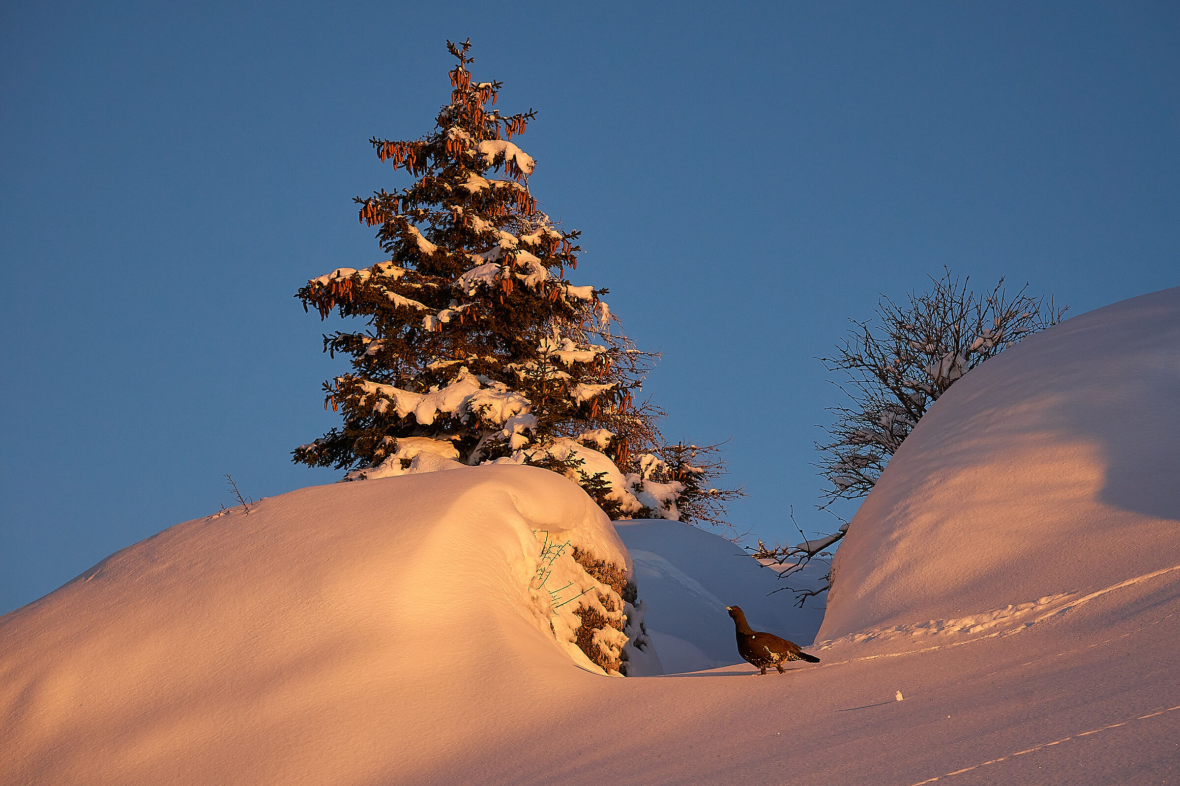My first Capercaillie