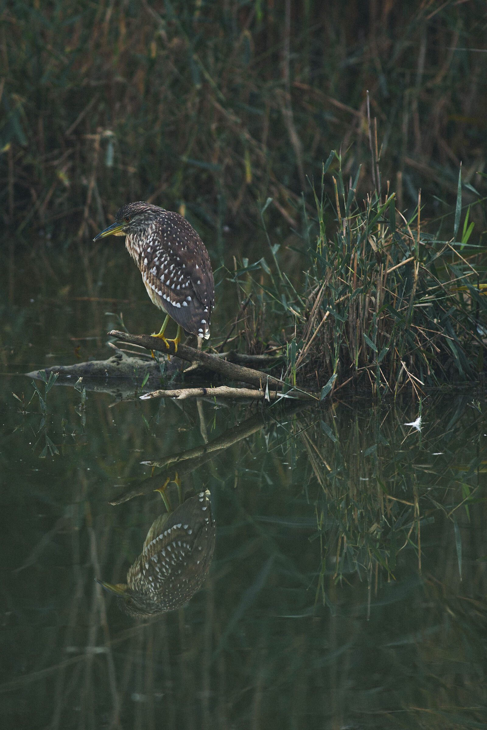 Portrait of Young Nitticora