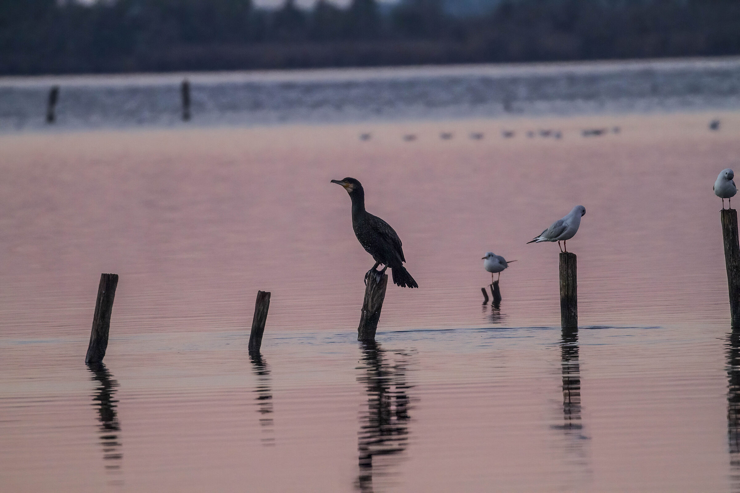 Cormorant at Dawn