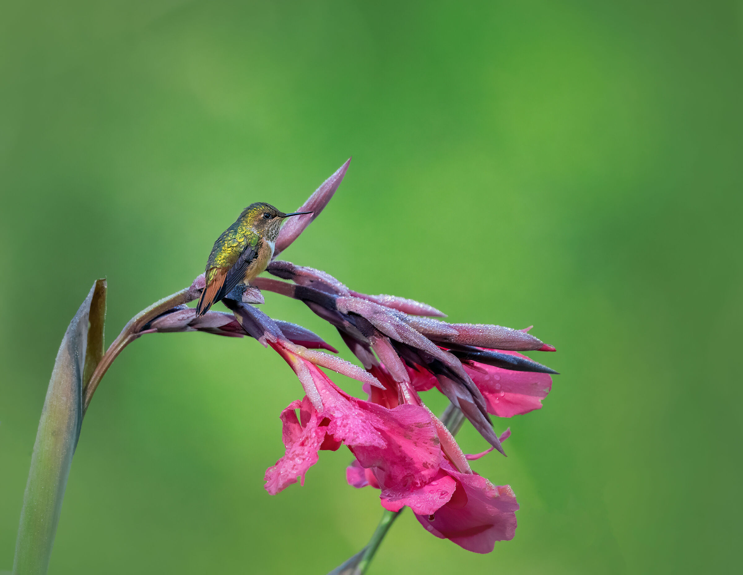Colibrì