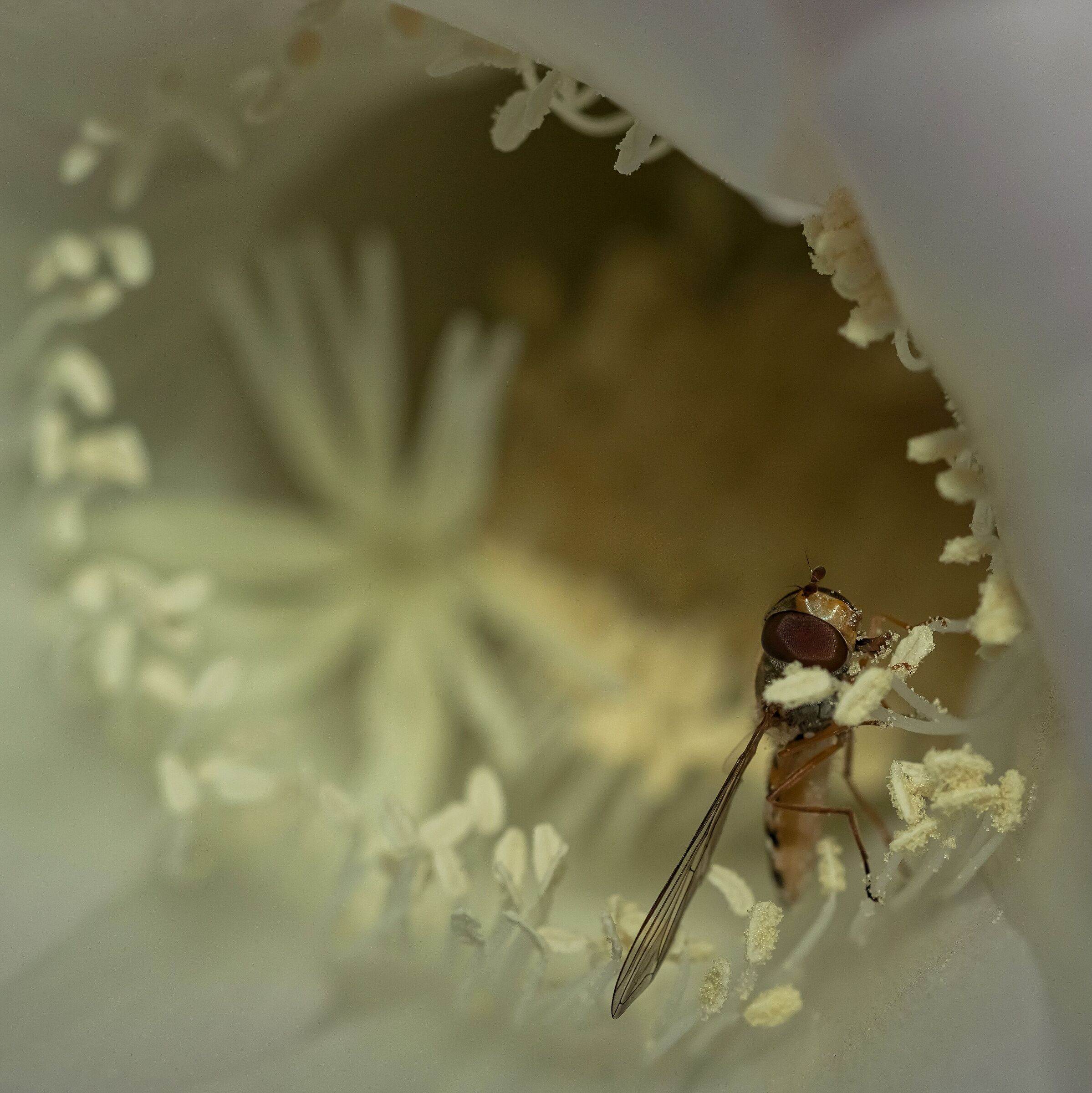 Sirfido-(Syrphidae) dentro Echinopsis rosa 9/09/2020