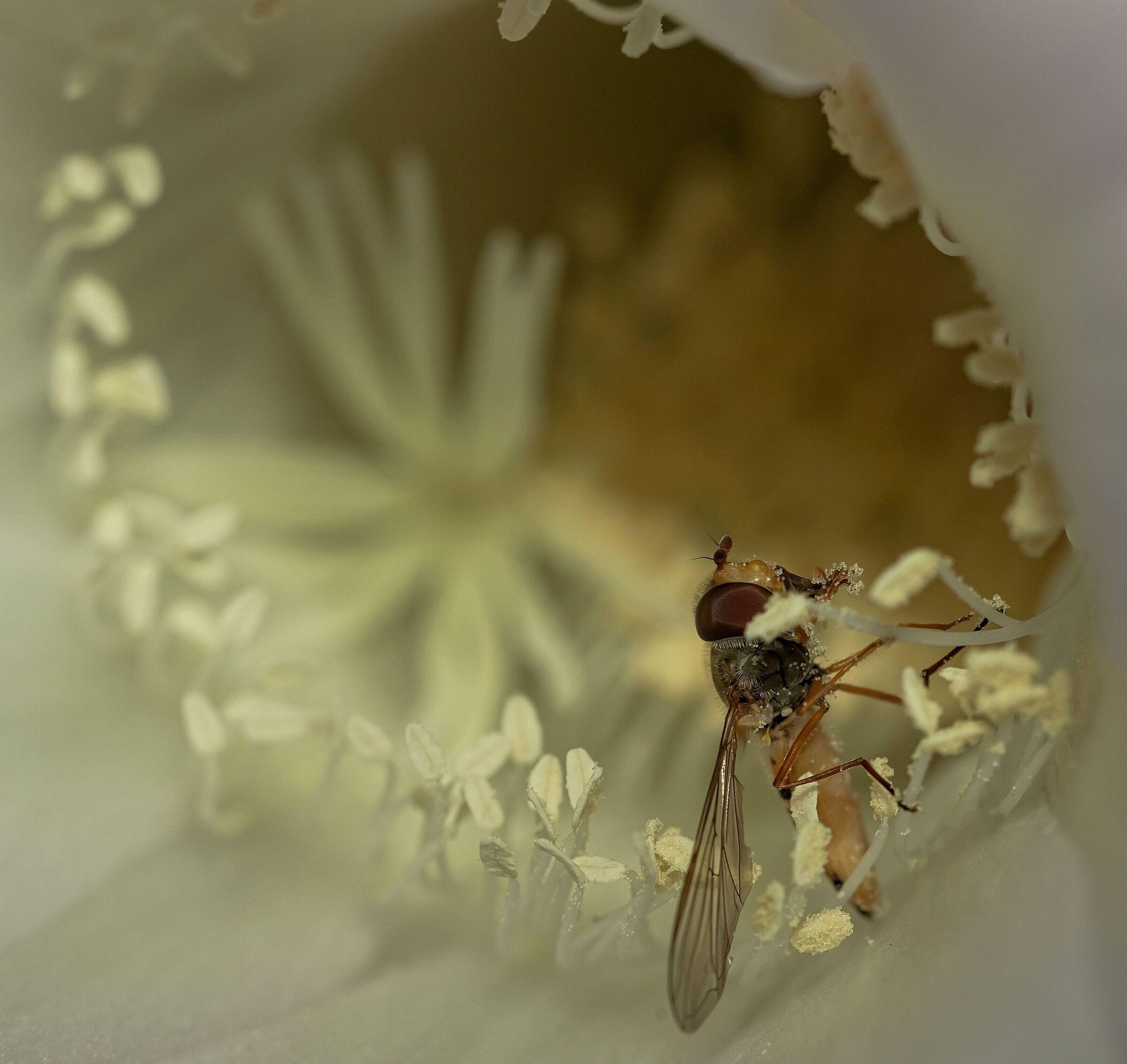 Sirfido-(Syrphidae) dentro Echinopsis rosa 9/09/2020