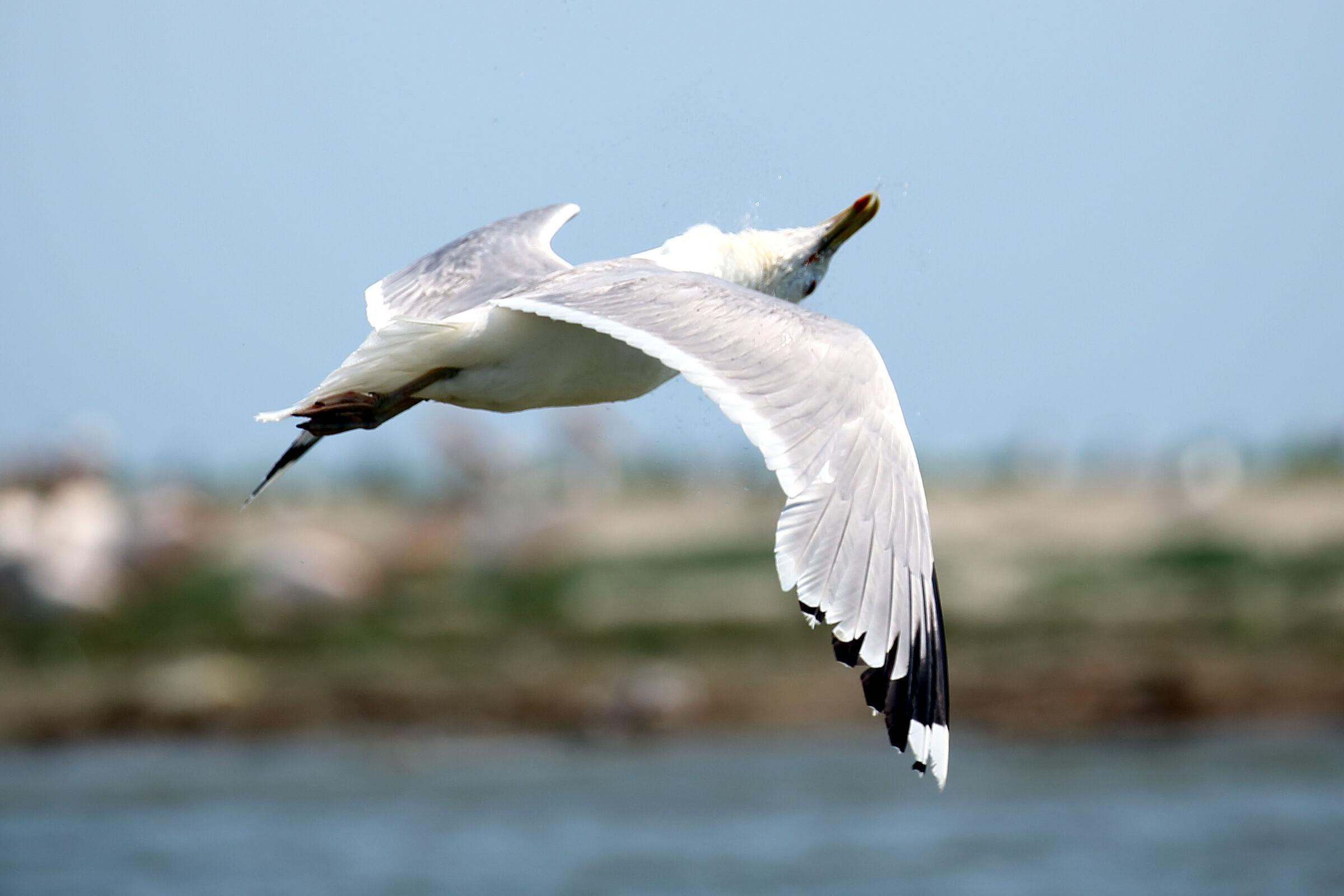Gabbiano col torcicollo