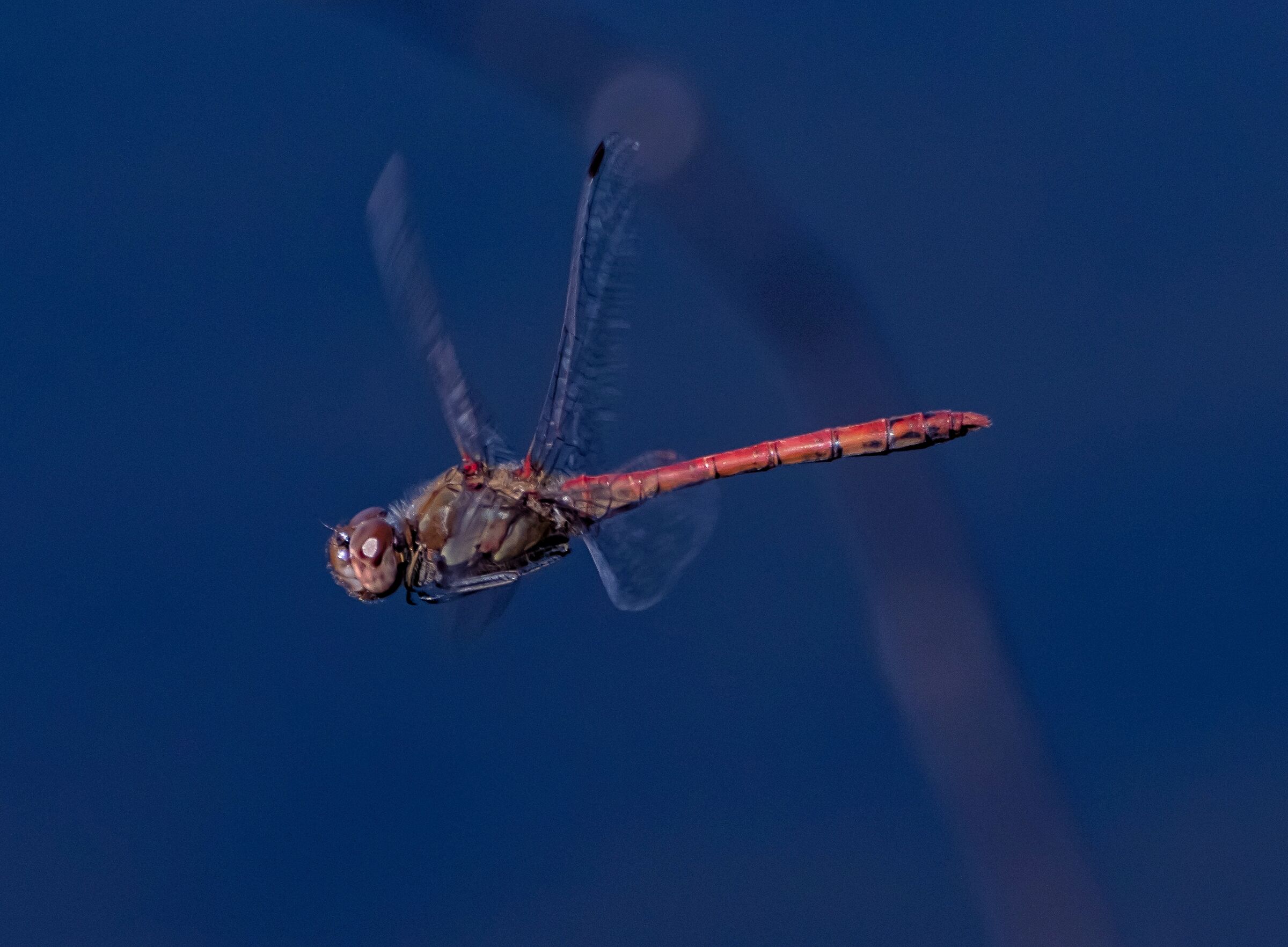 dragonfly Sympetrum southern male 8/10/2020