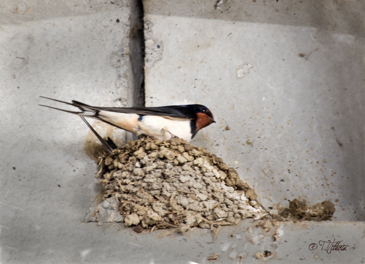 The swallows have arrived