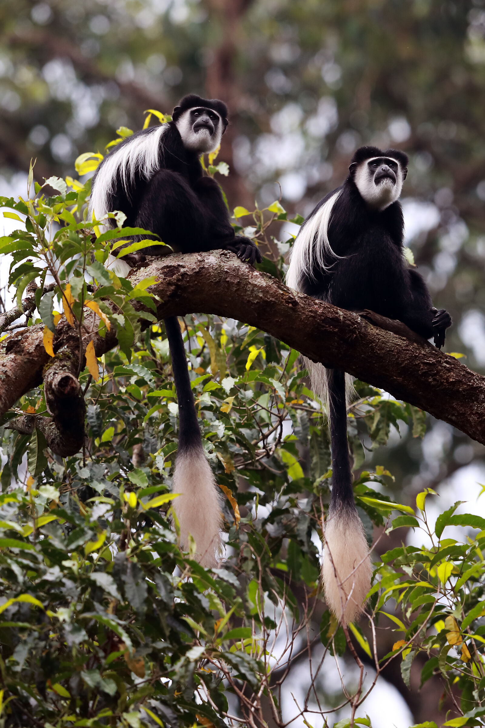 Colobus