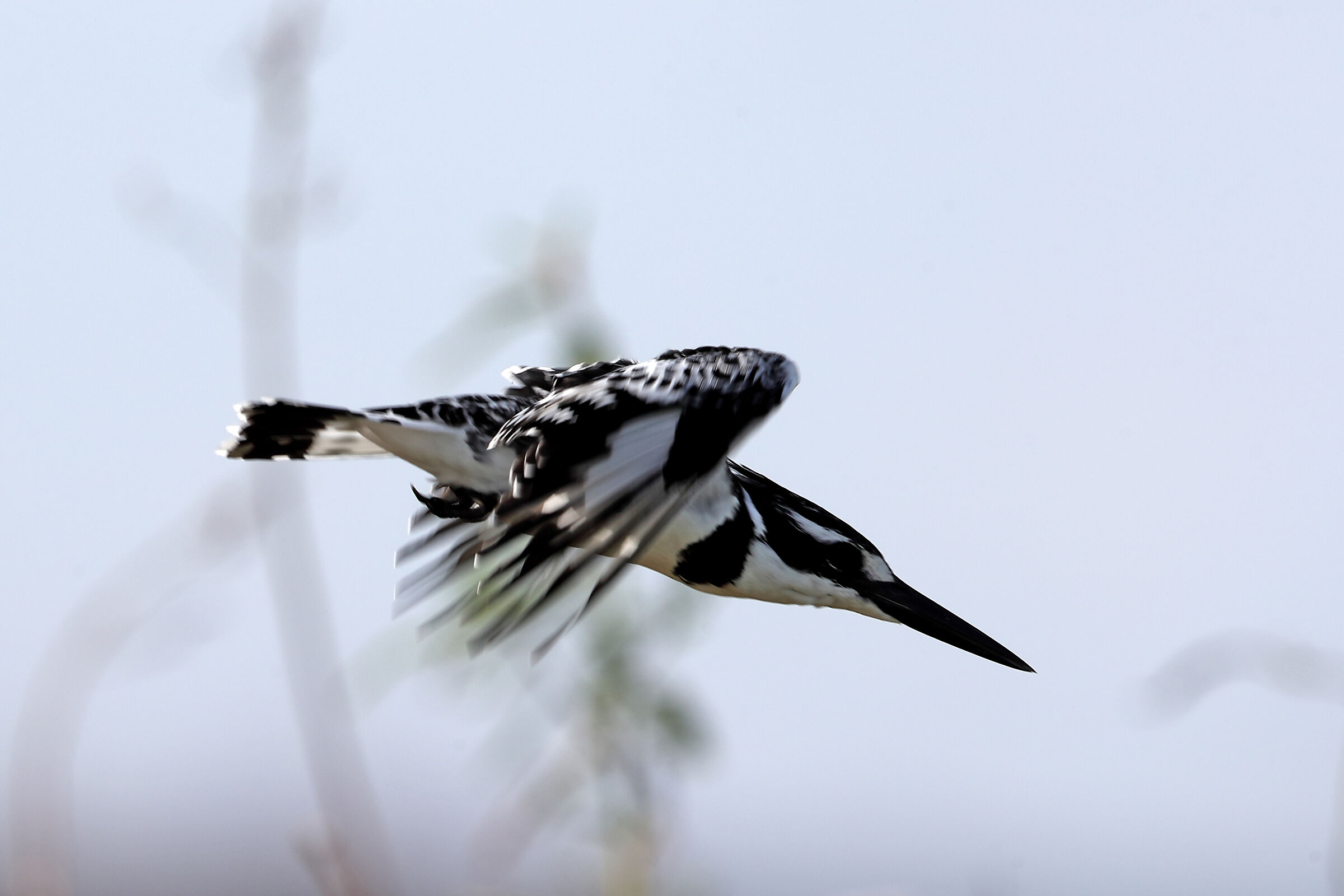 Martin pescatore Bianco e nero