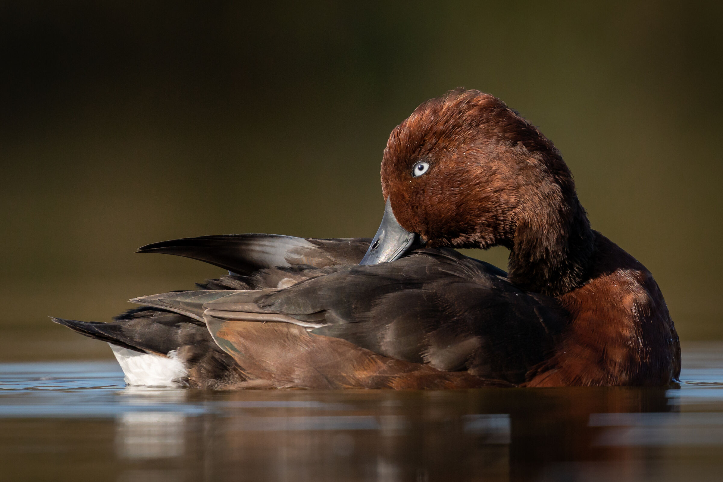 Moretta tabaccata (Aythya nyroca)