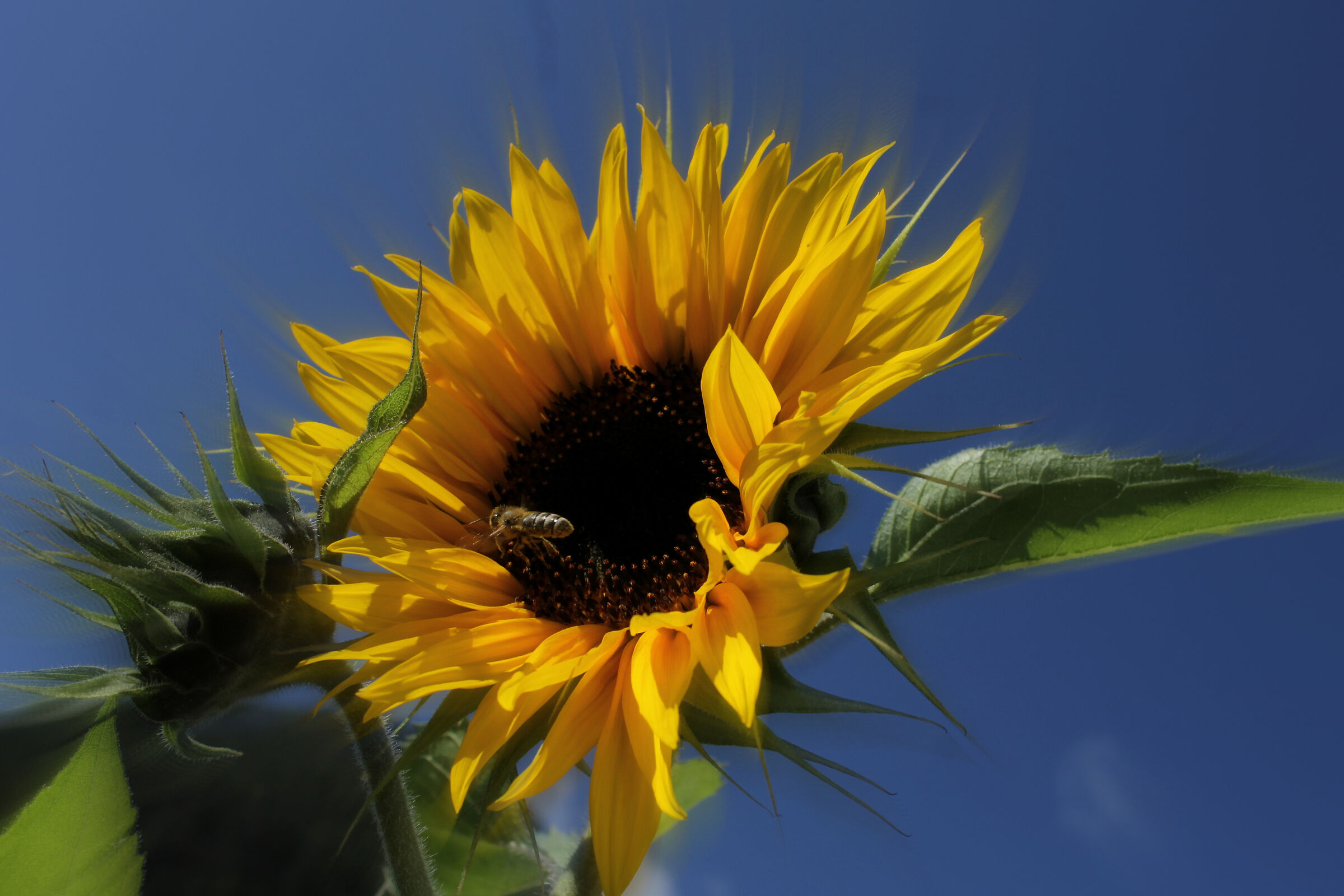 Un sole che irradia ...