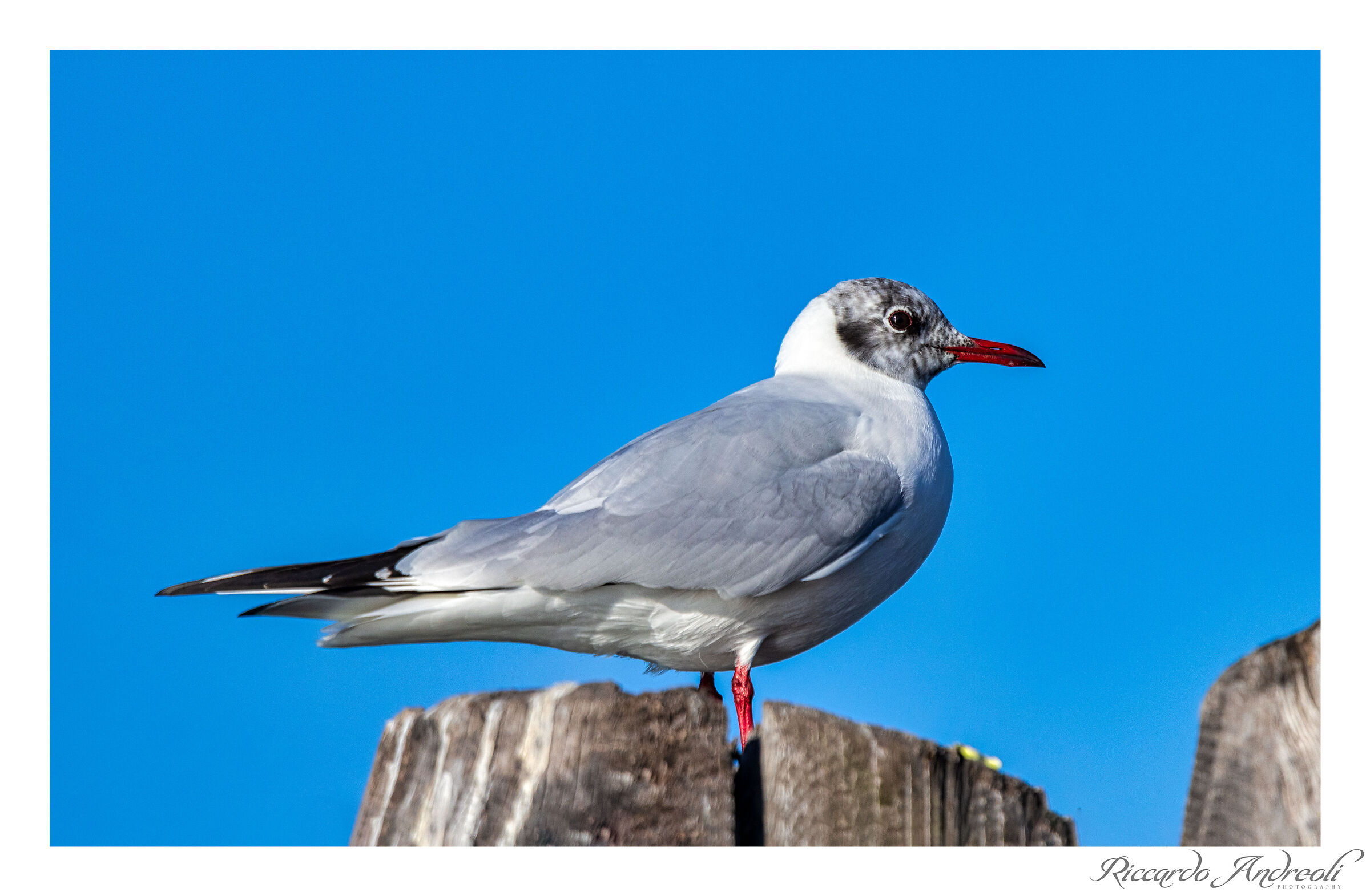 Common gull - Chroicocephalus ridibundus