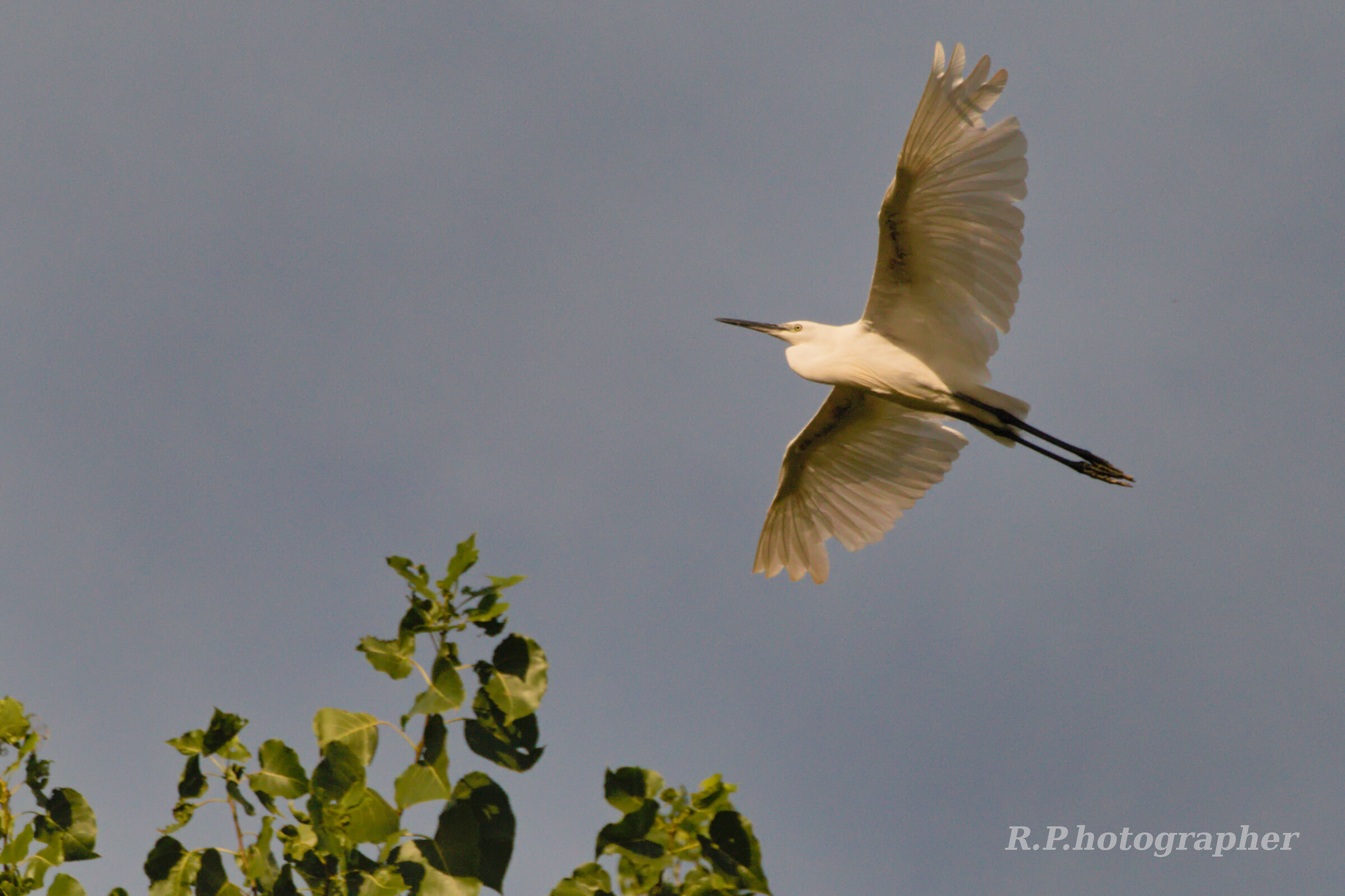 Egretta garzetta