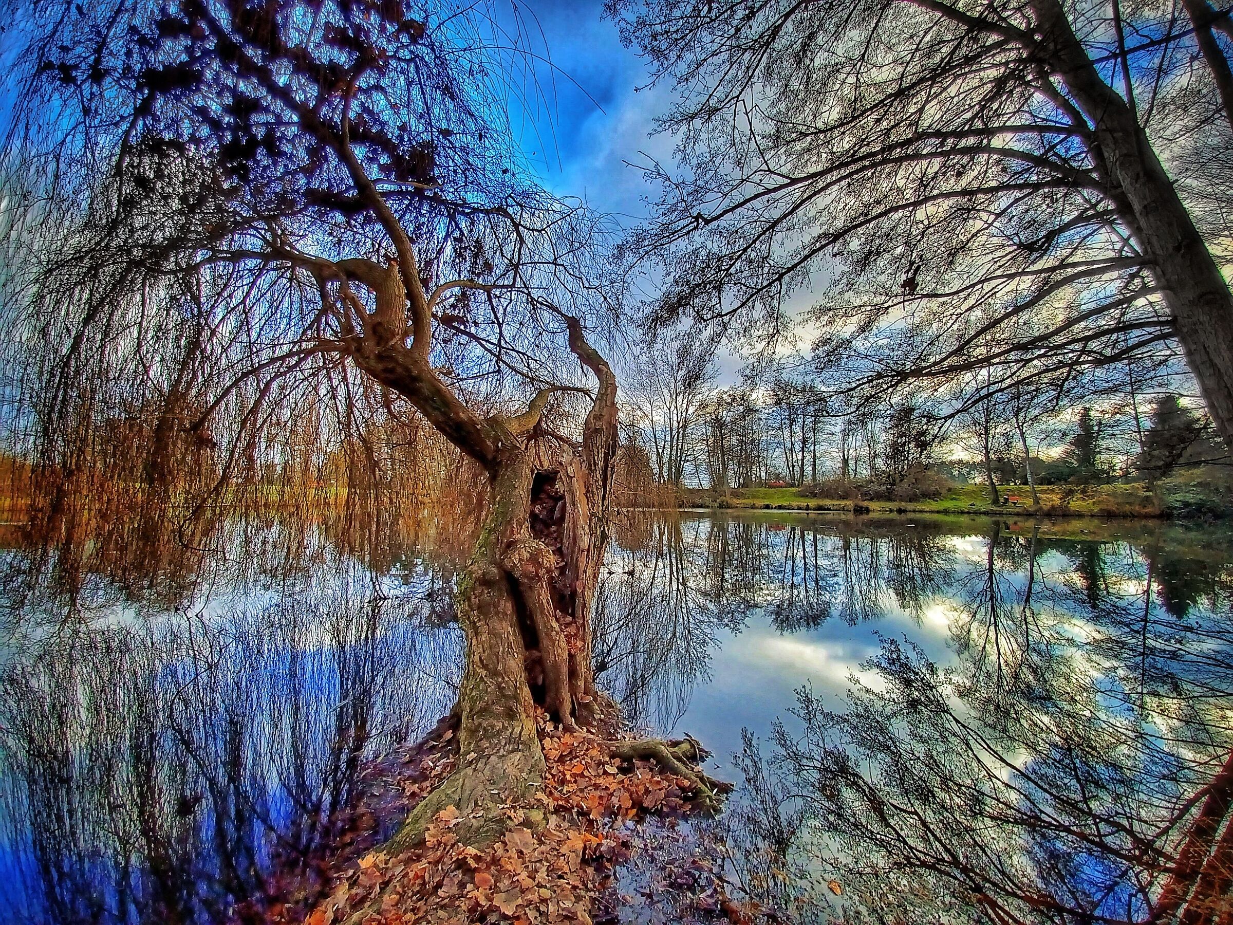 The pond